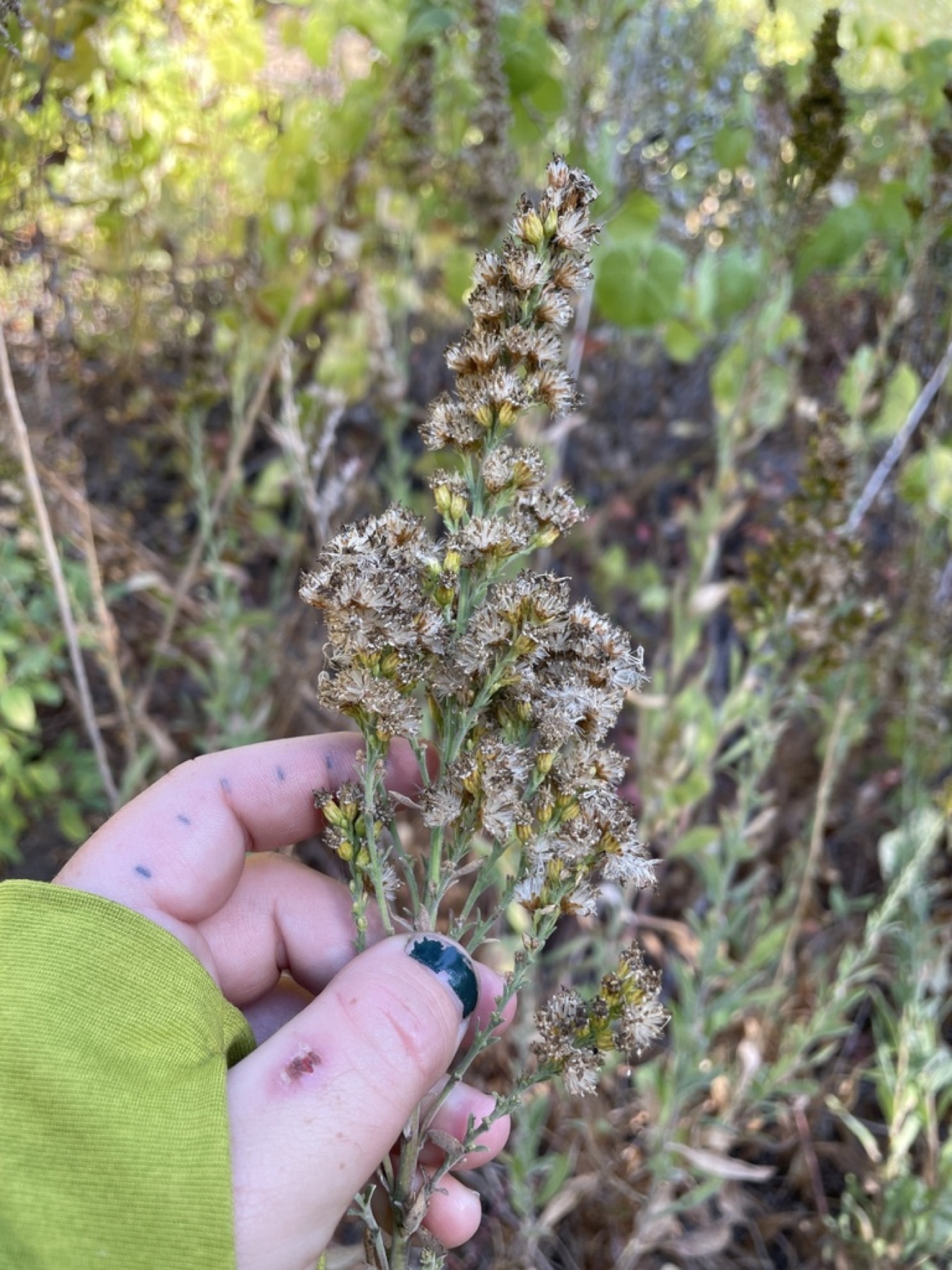 California Goldenrod — photo 12