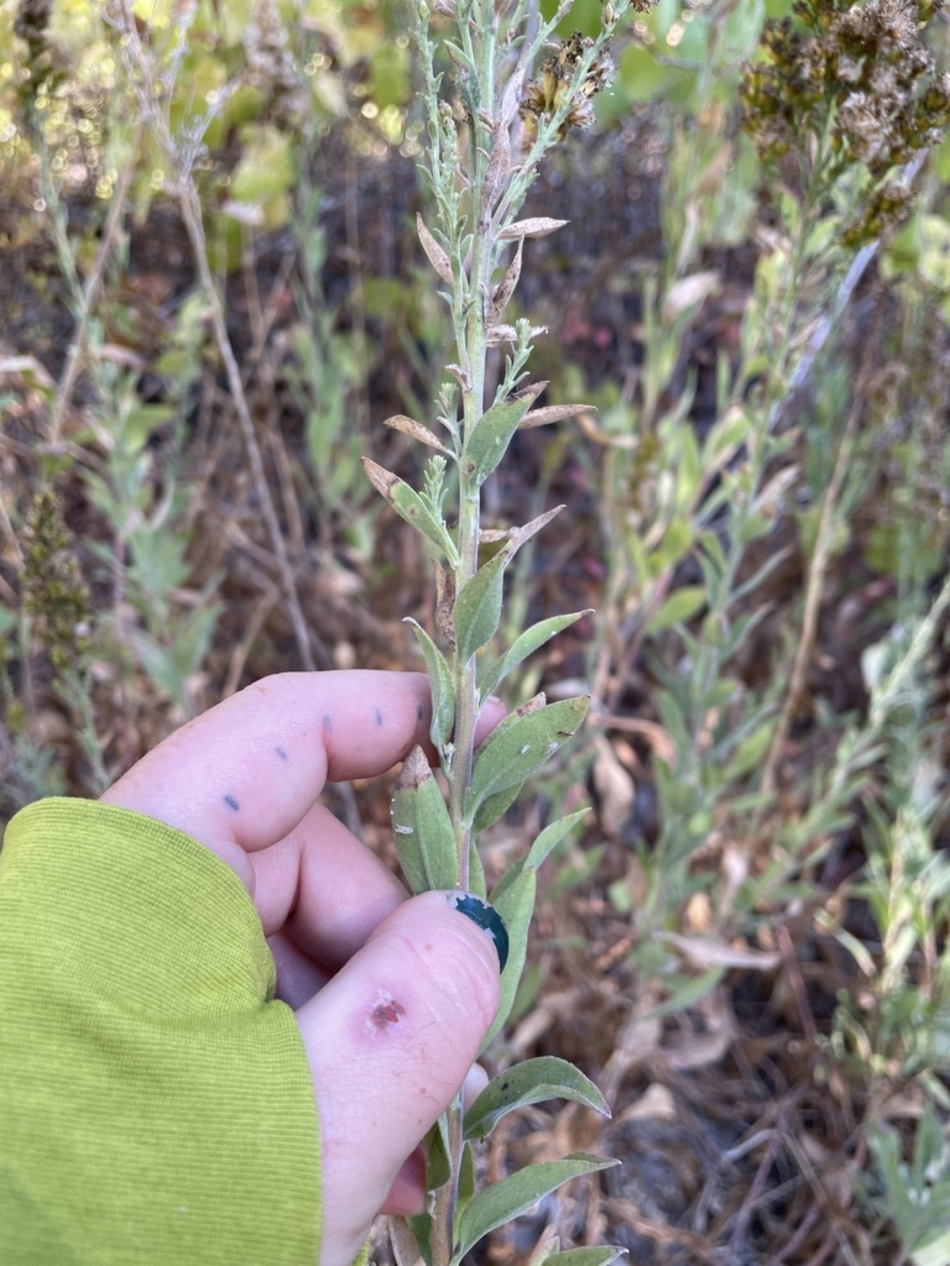 California Goldenrod — photo 13