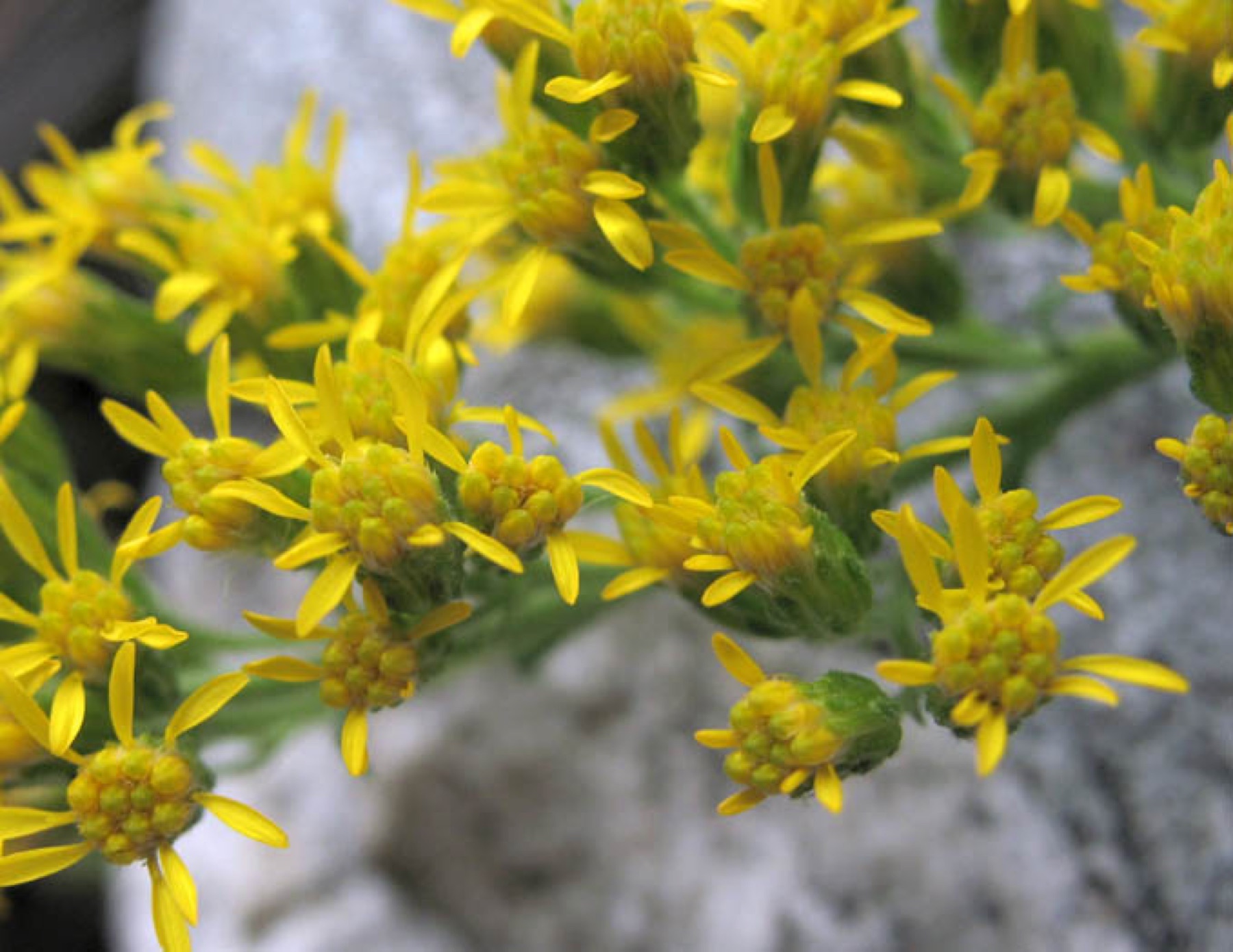 California Goldenrod — photo 14