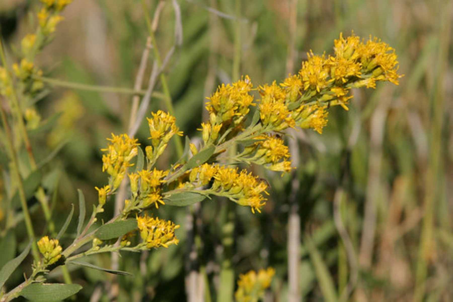 California Goldenrod — photo 15