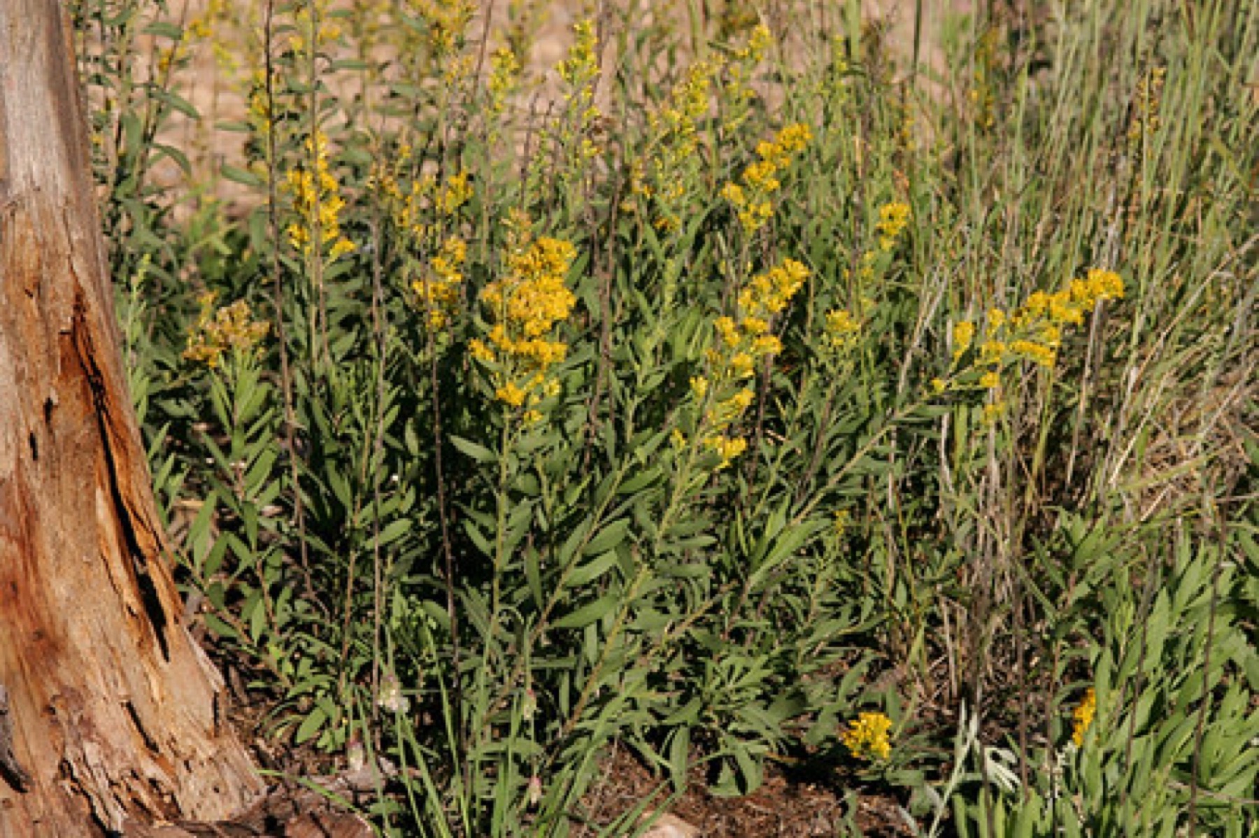 California Goldenrod — photo 16