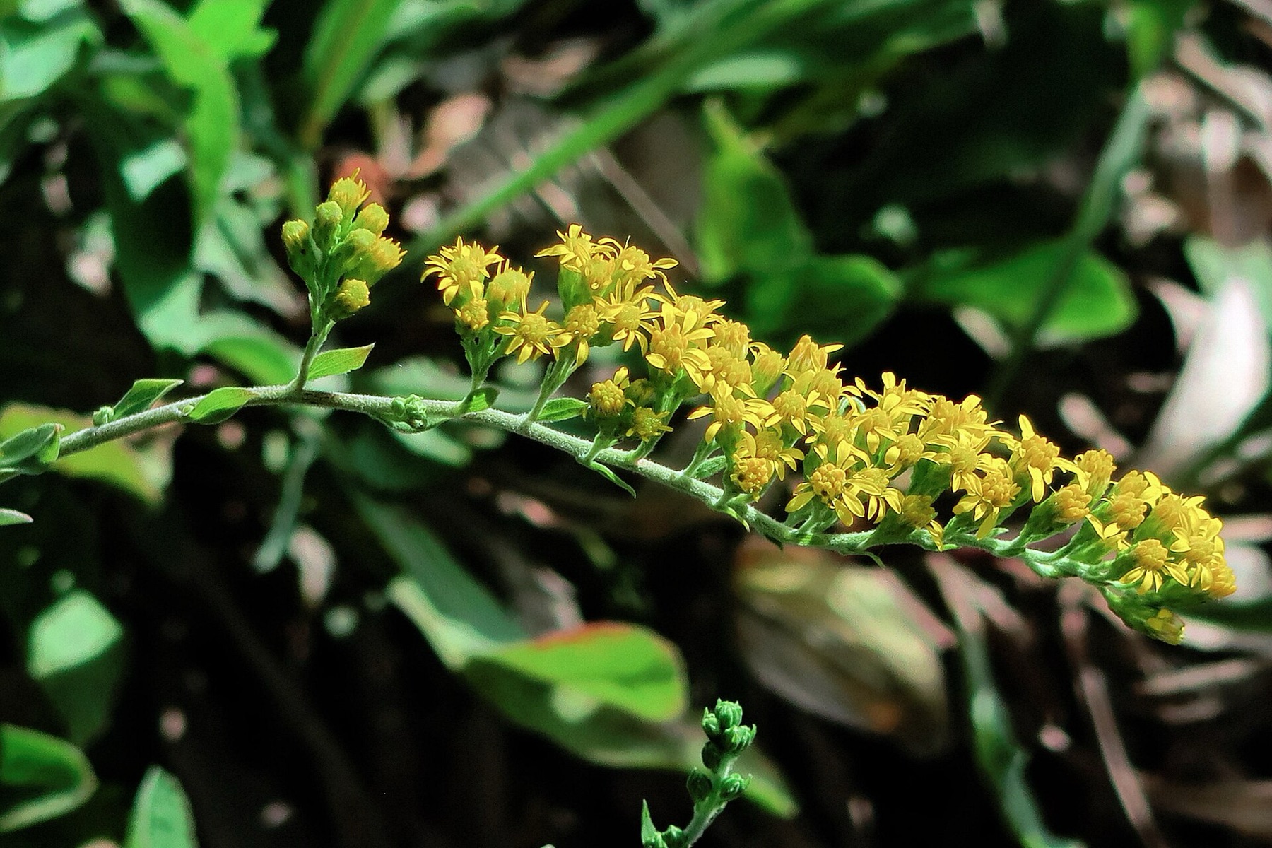 California Goldenrod — photo 17