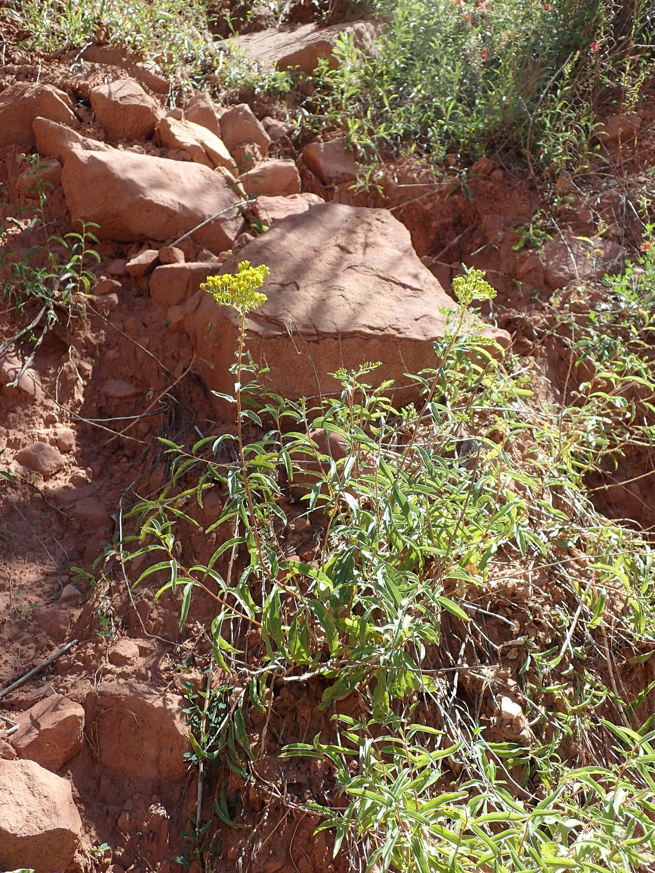 California Goldenrod — photo 18