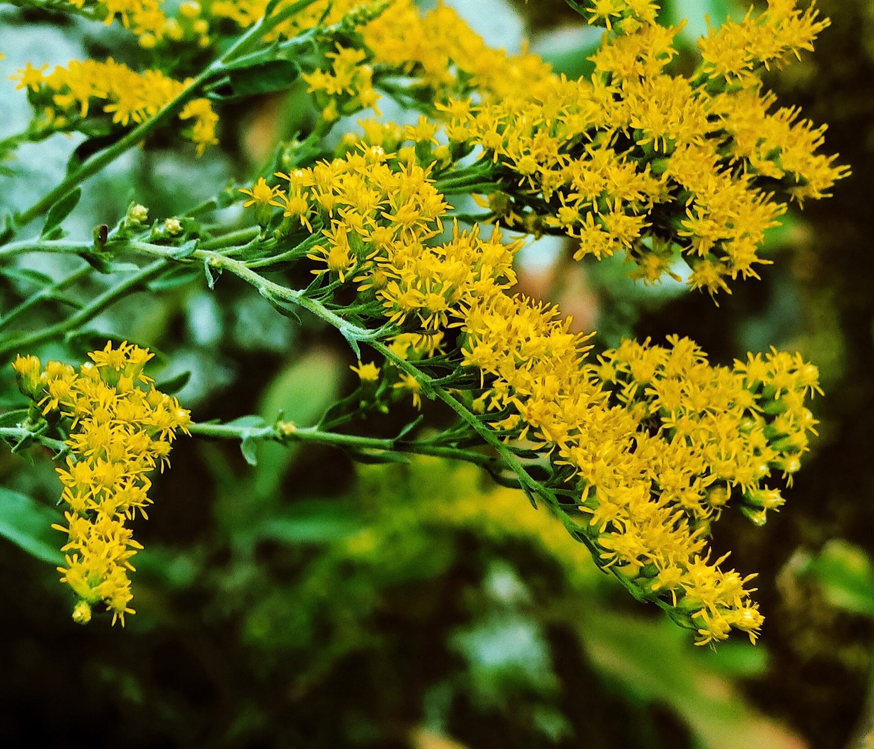 California Goldenrod — photo 19