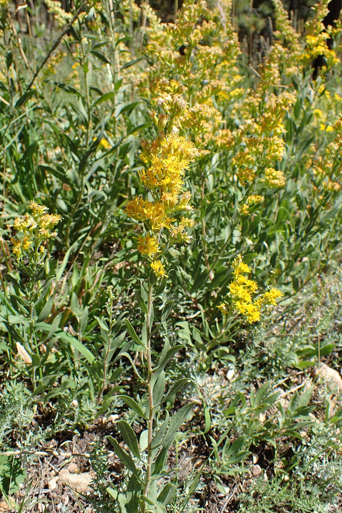 California Goldenrod — photo 20