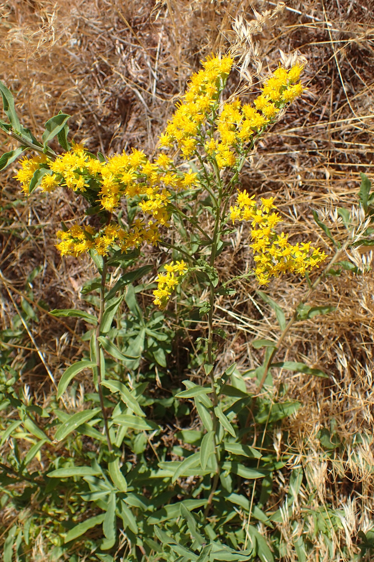 California Goldenrod — photo 21