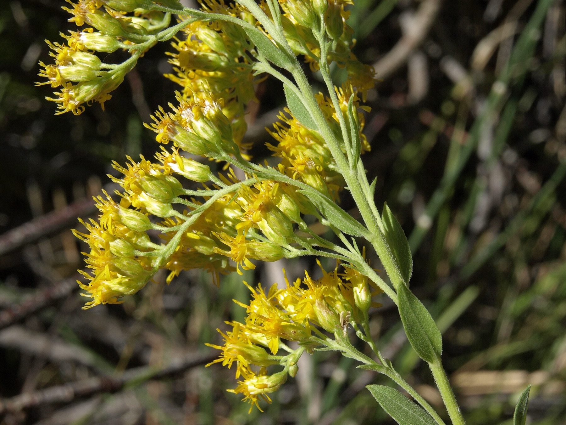 California Goldenrod — photo 22