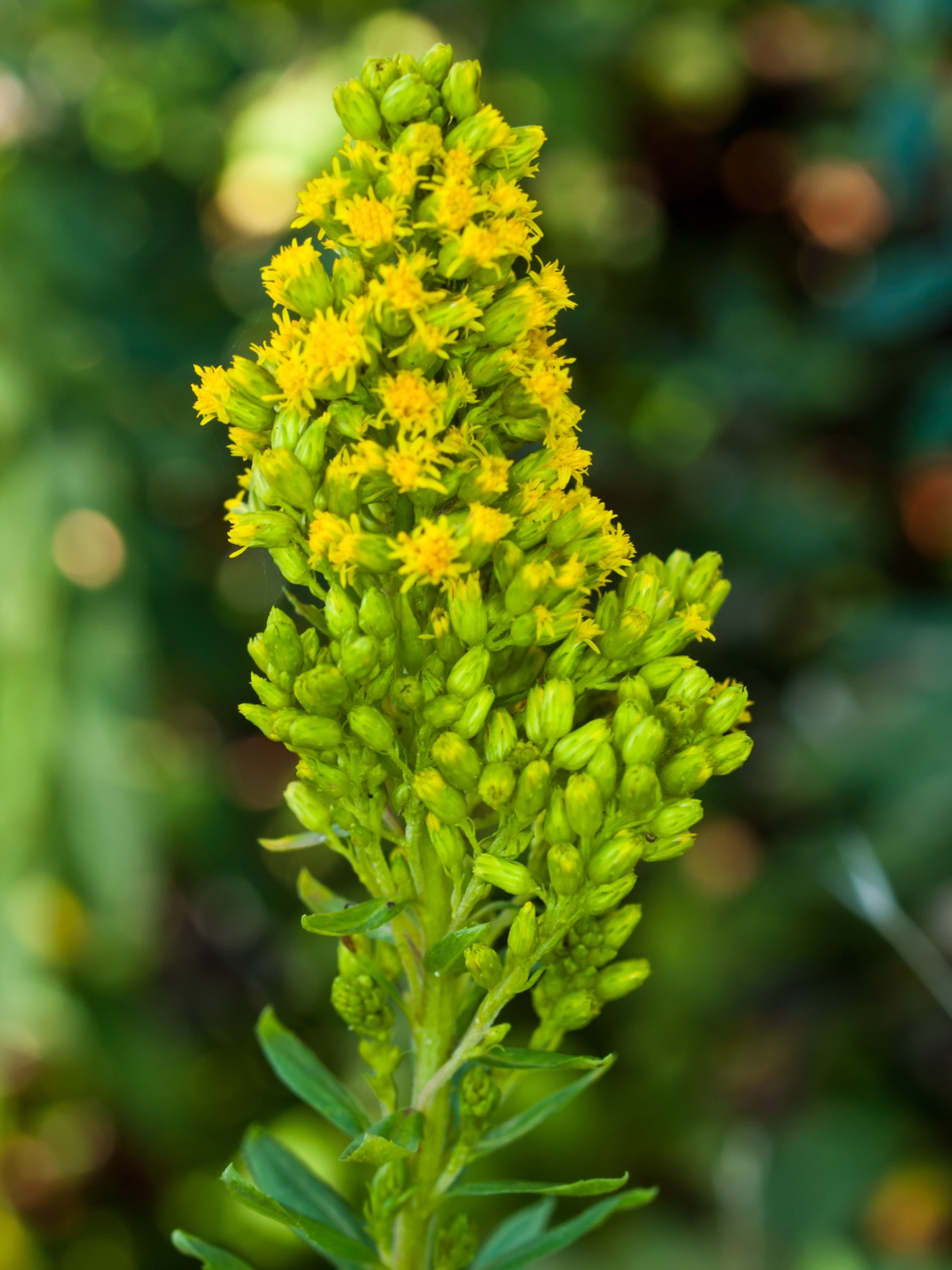 California Goldenrod — photo 23