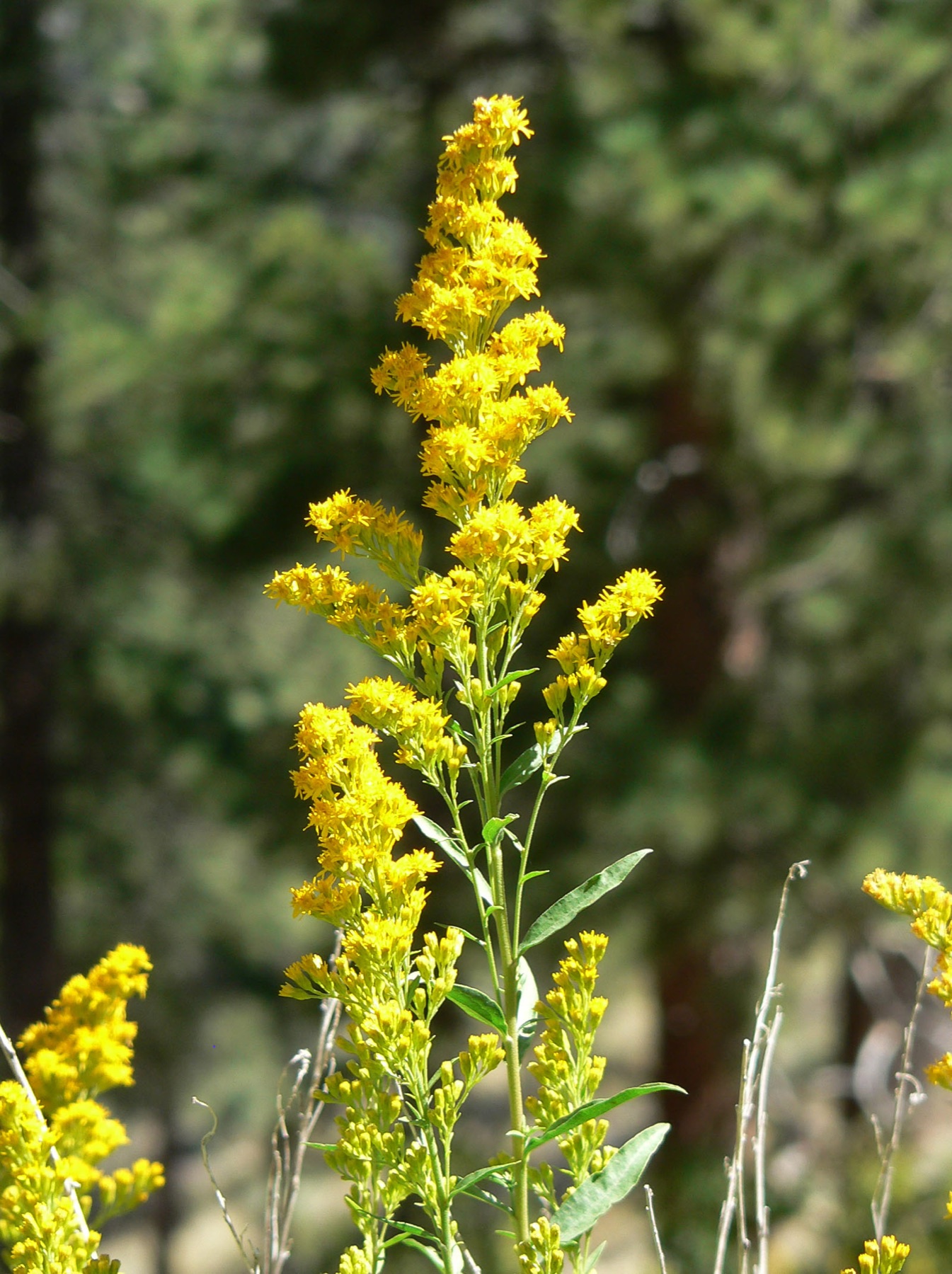California Goldenrod — photo 24