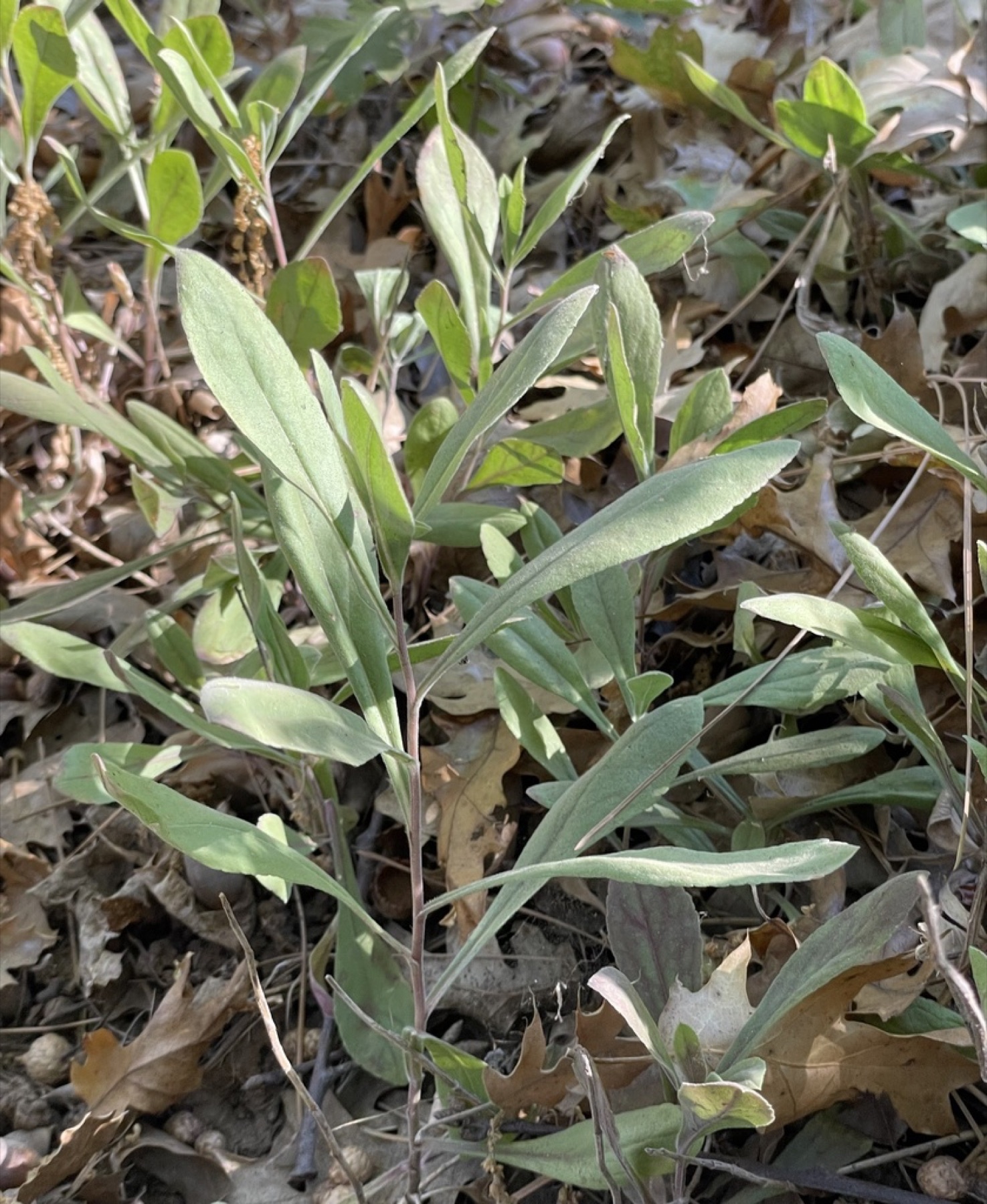 California Goldenrod