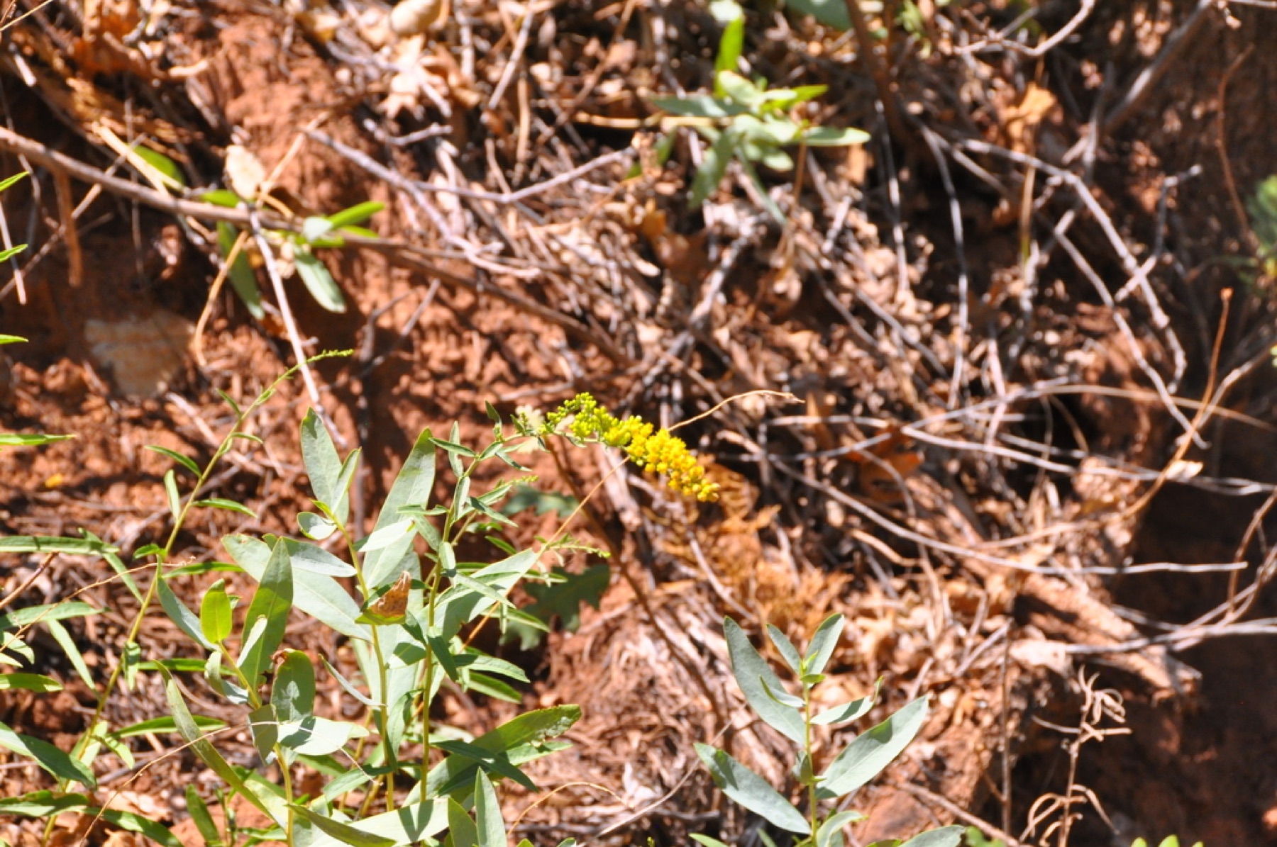 California Goldenrod — photo 2