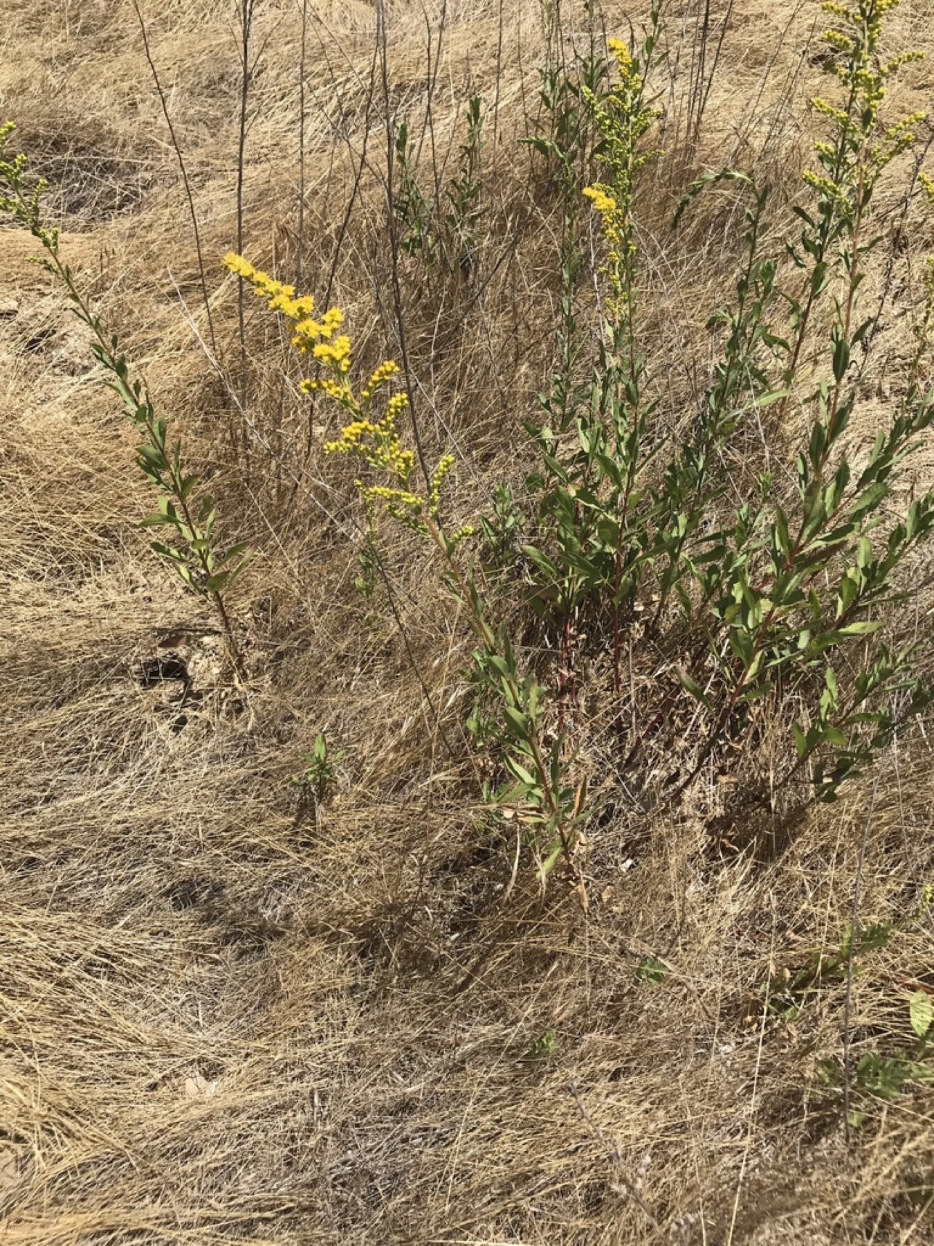 California Goldenrod — photo 3
