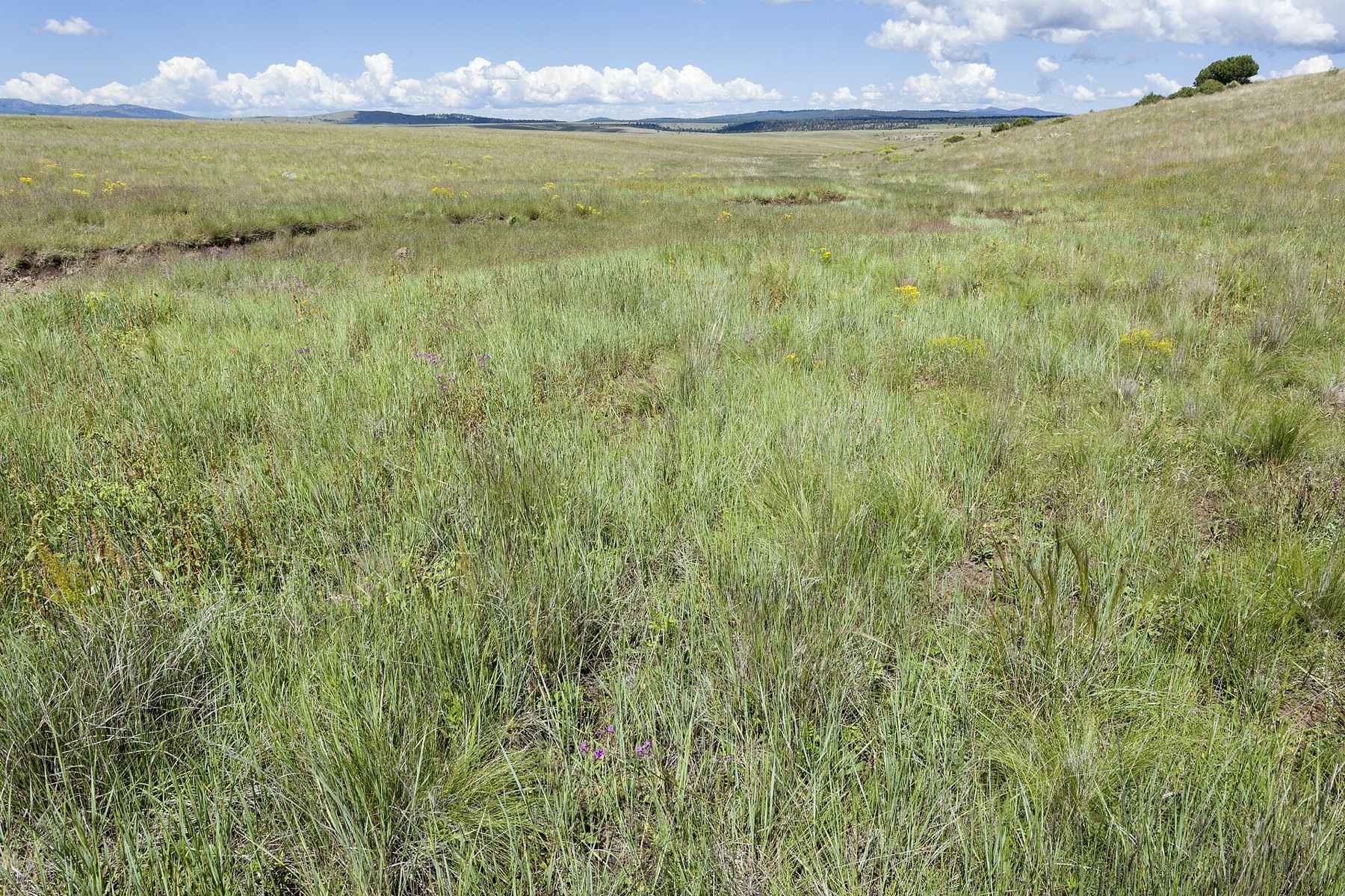 California Goldenrod — photo 4