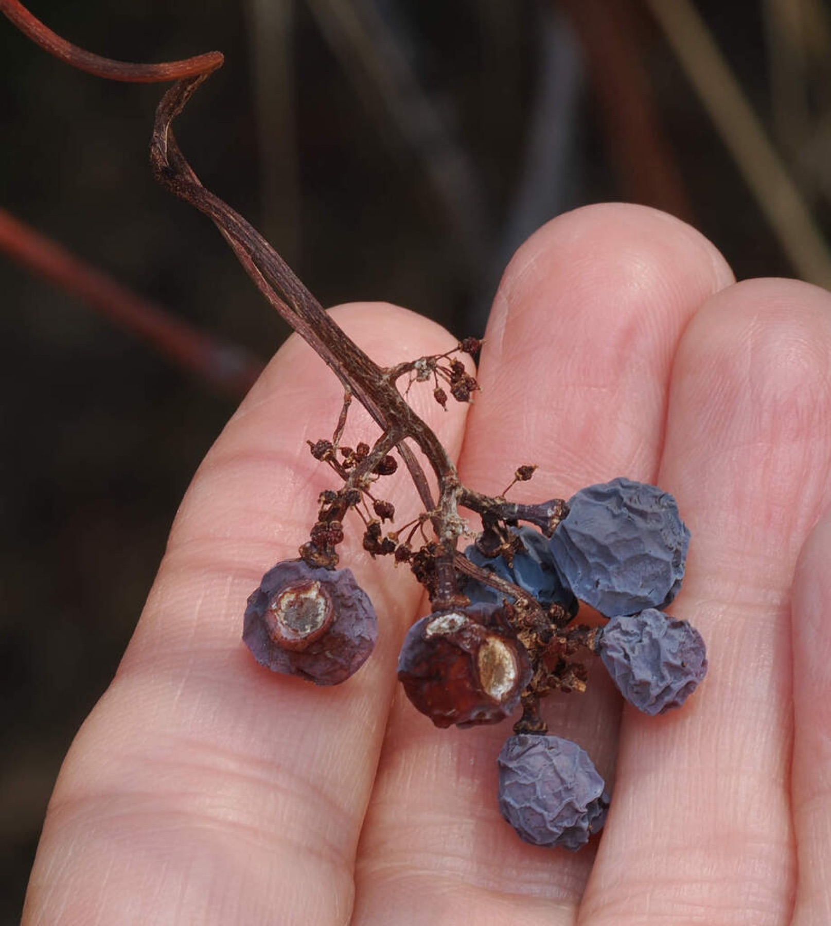 California Grape — photo 7