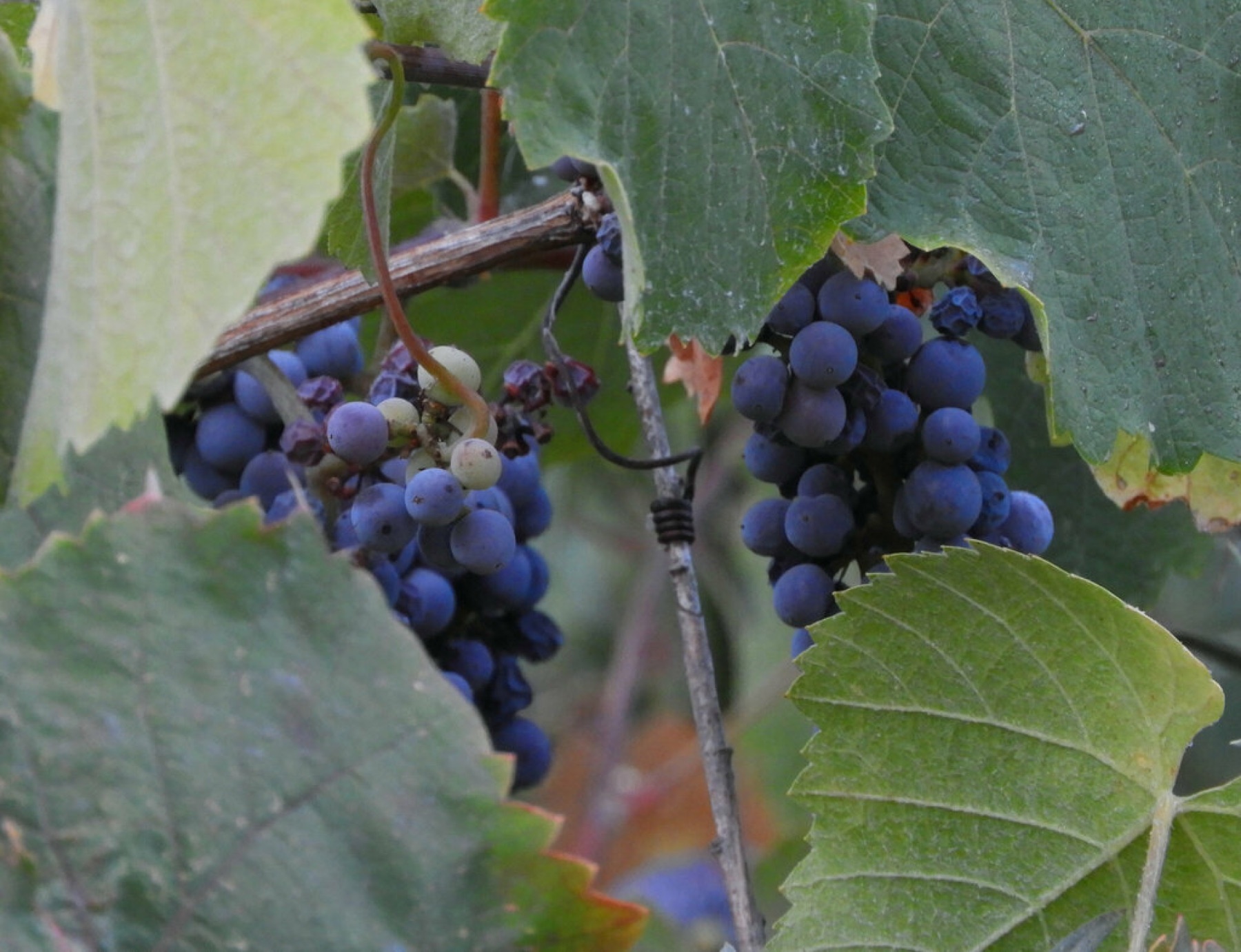 California Grape — photo 8