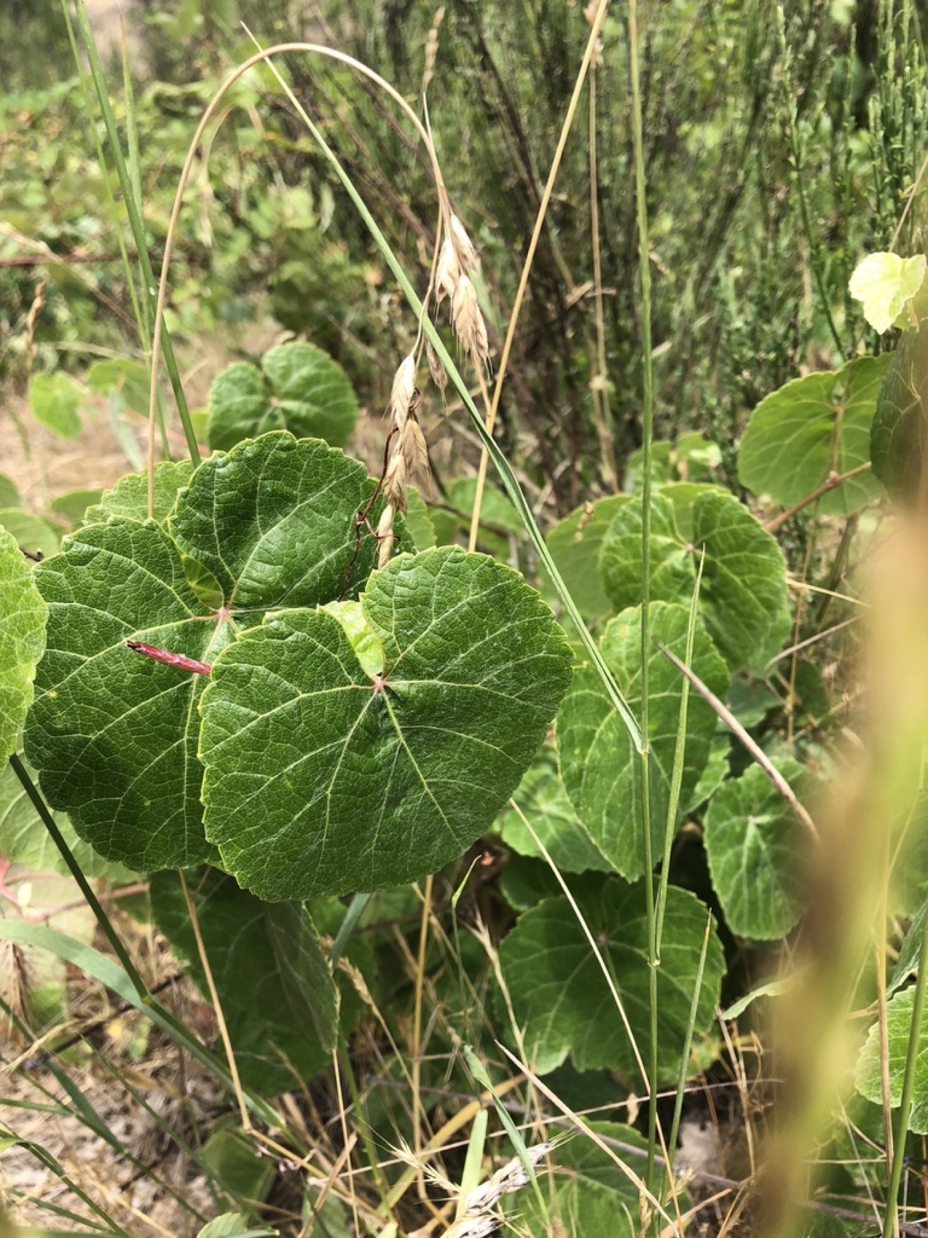 California Grape — photo 9