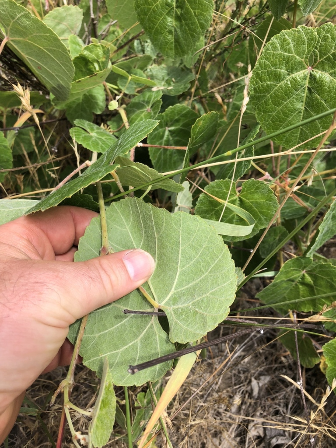 California Grape — photo 10