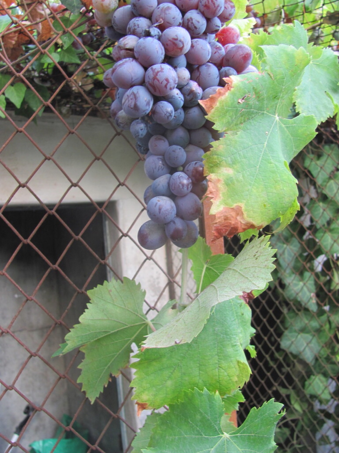 California Grape — photo 11