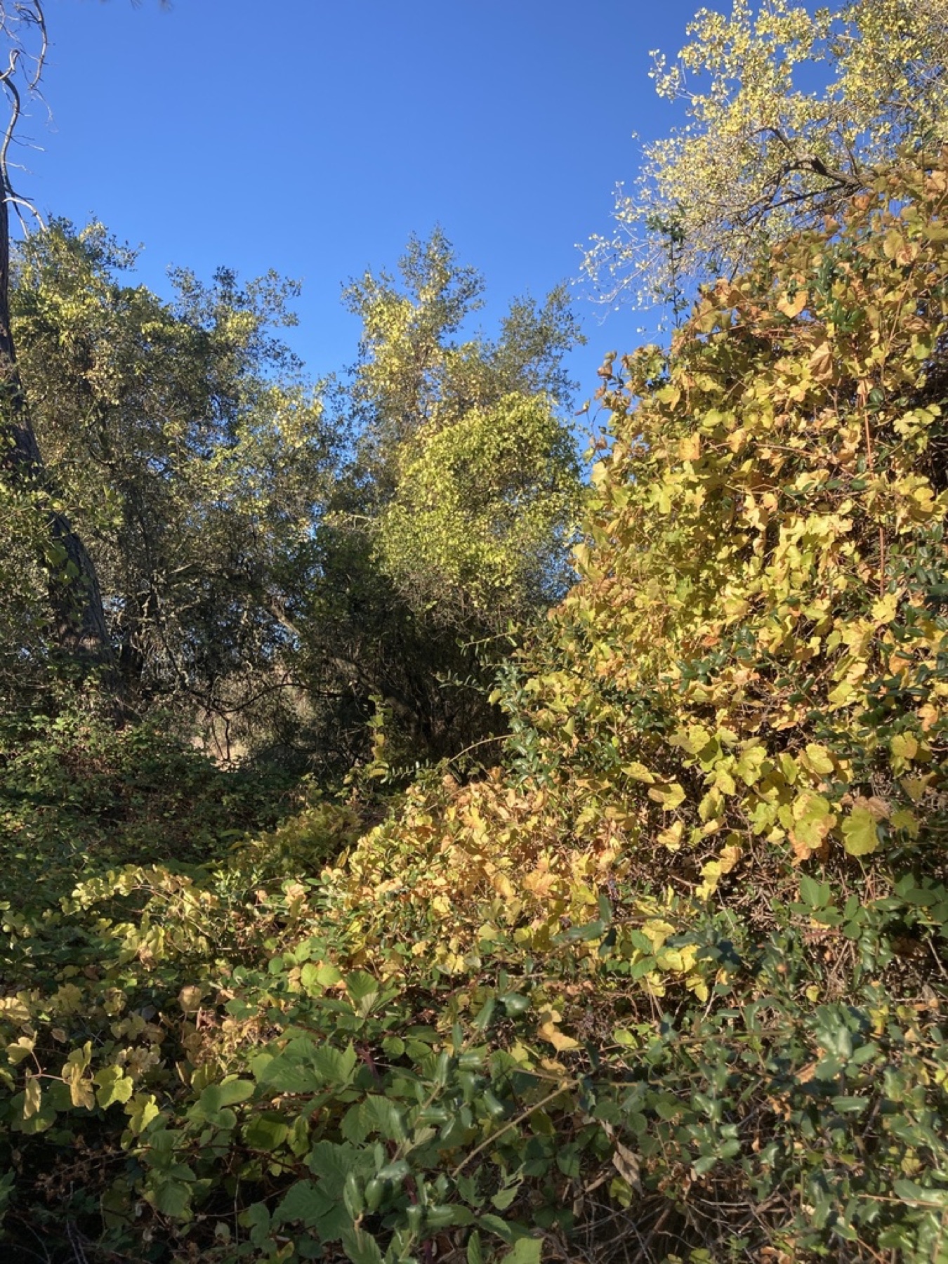 California Grape — photo 12