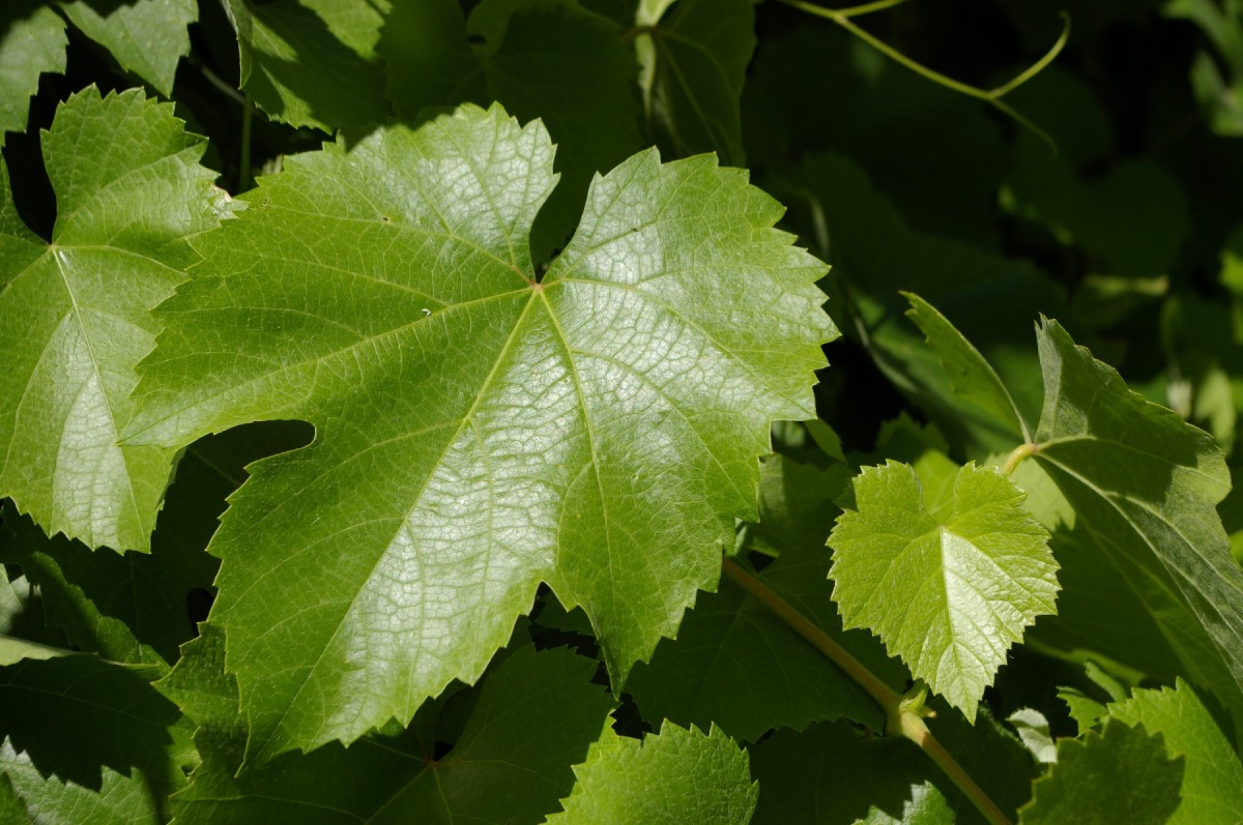 California Grape — photo 13