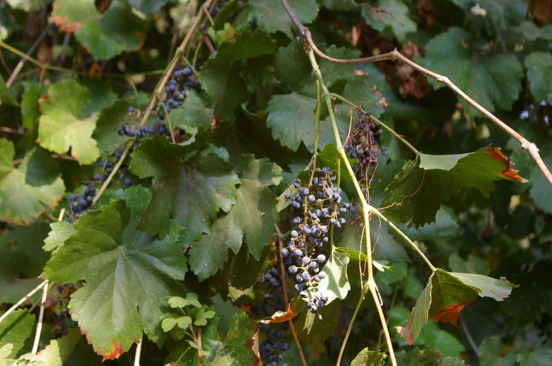 California Grape — photo 14