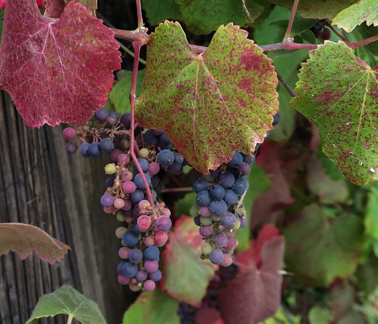 California Grape — photo 19