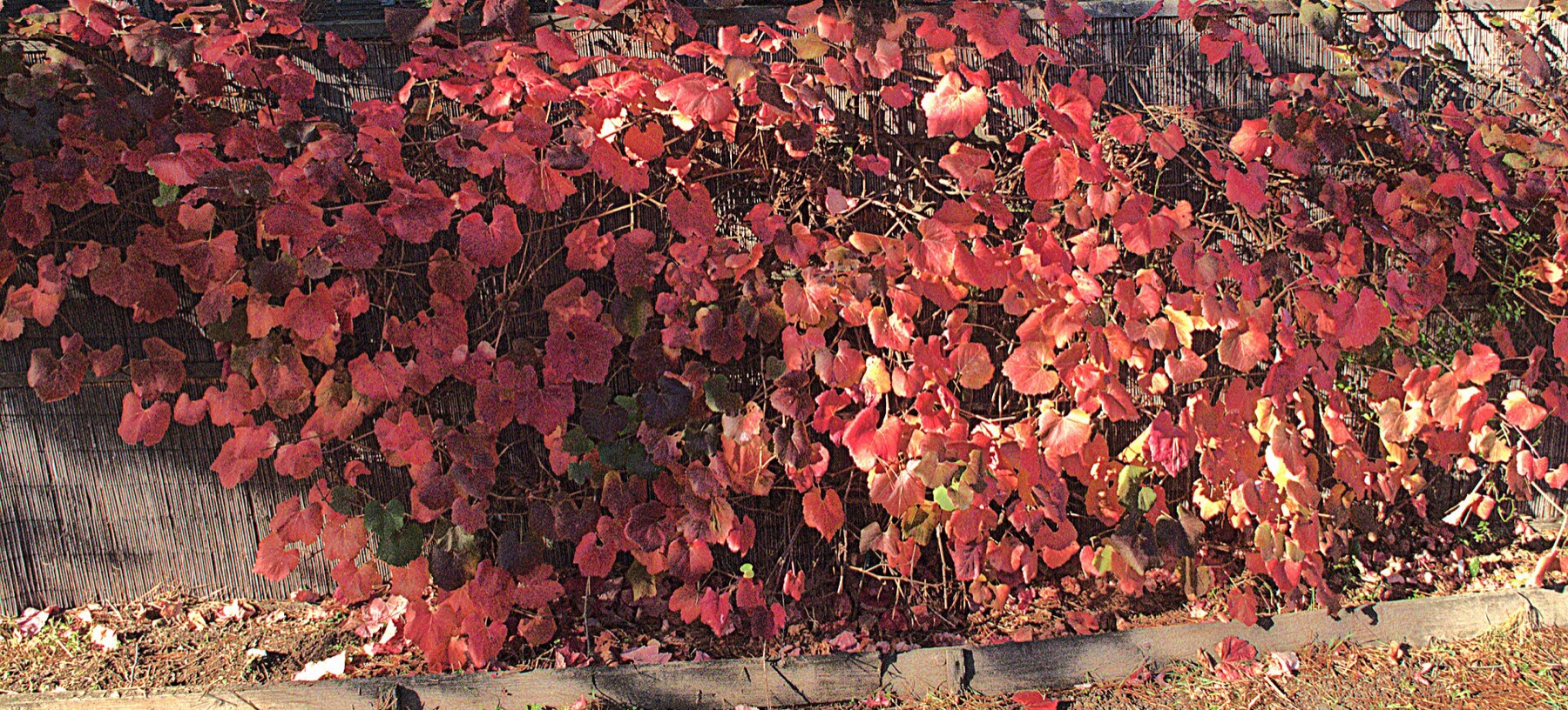 California Grape — photo 17