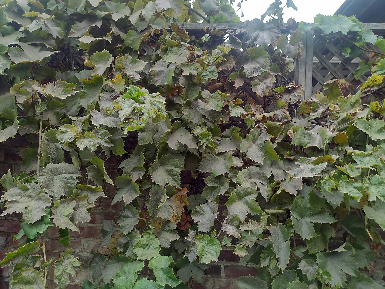 California Grape — photo 20