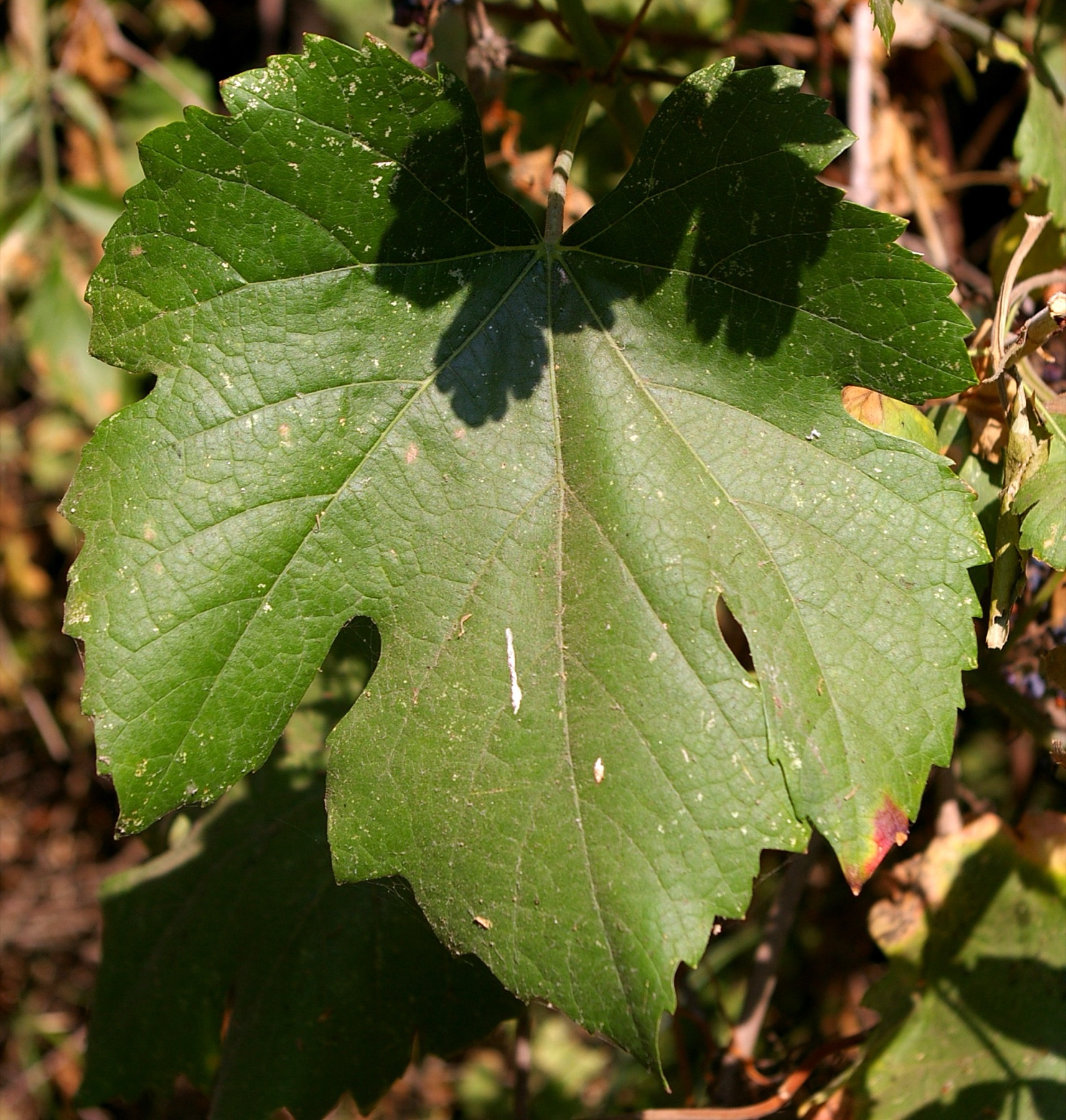 California Grape — photo 2