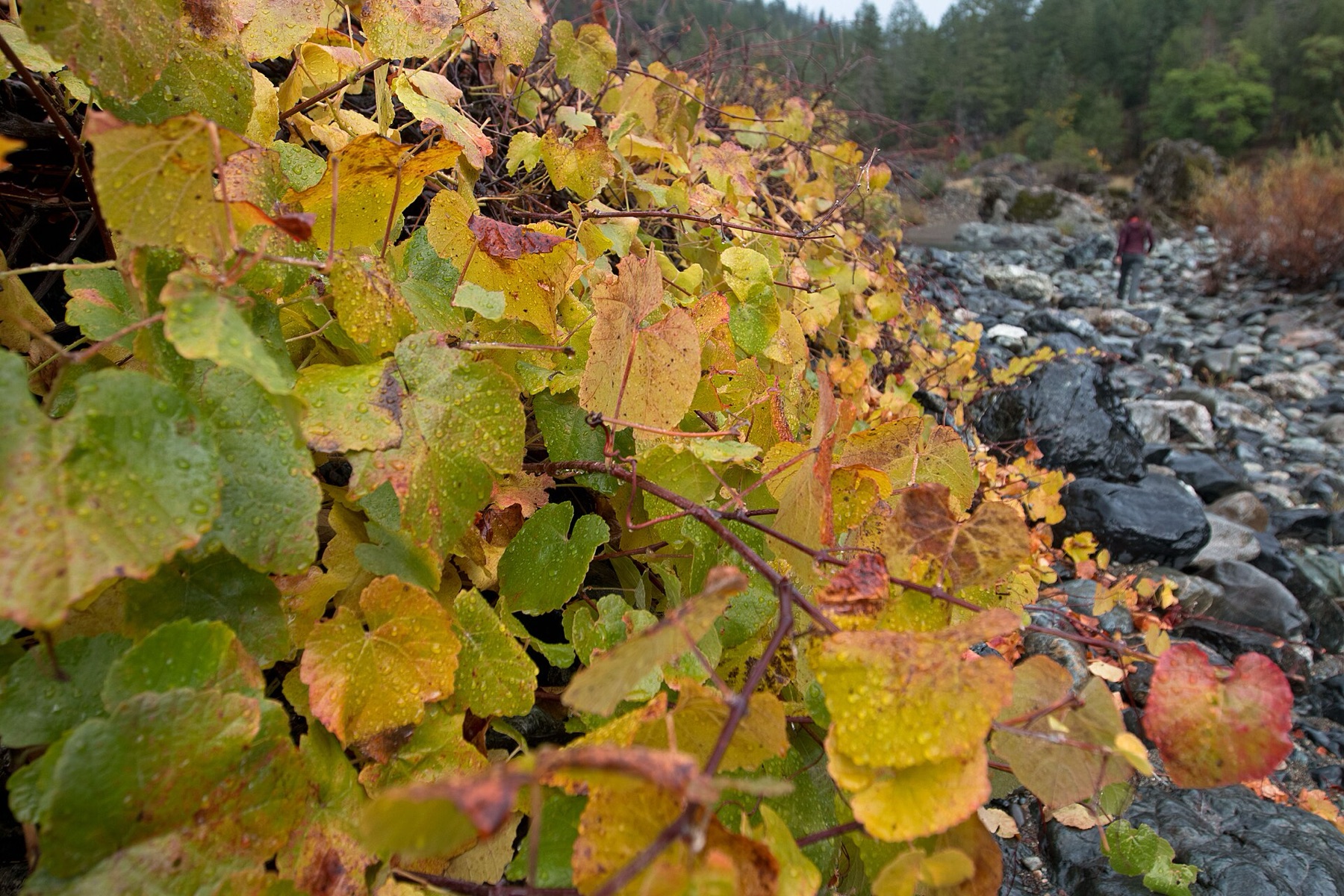California Grape — photo 4