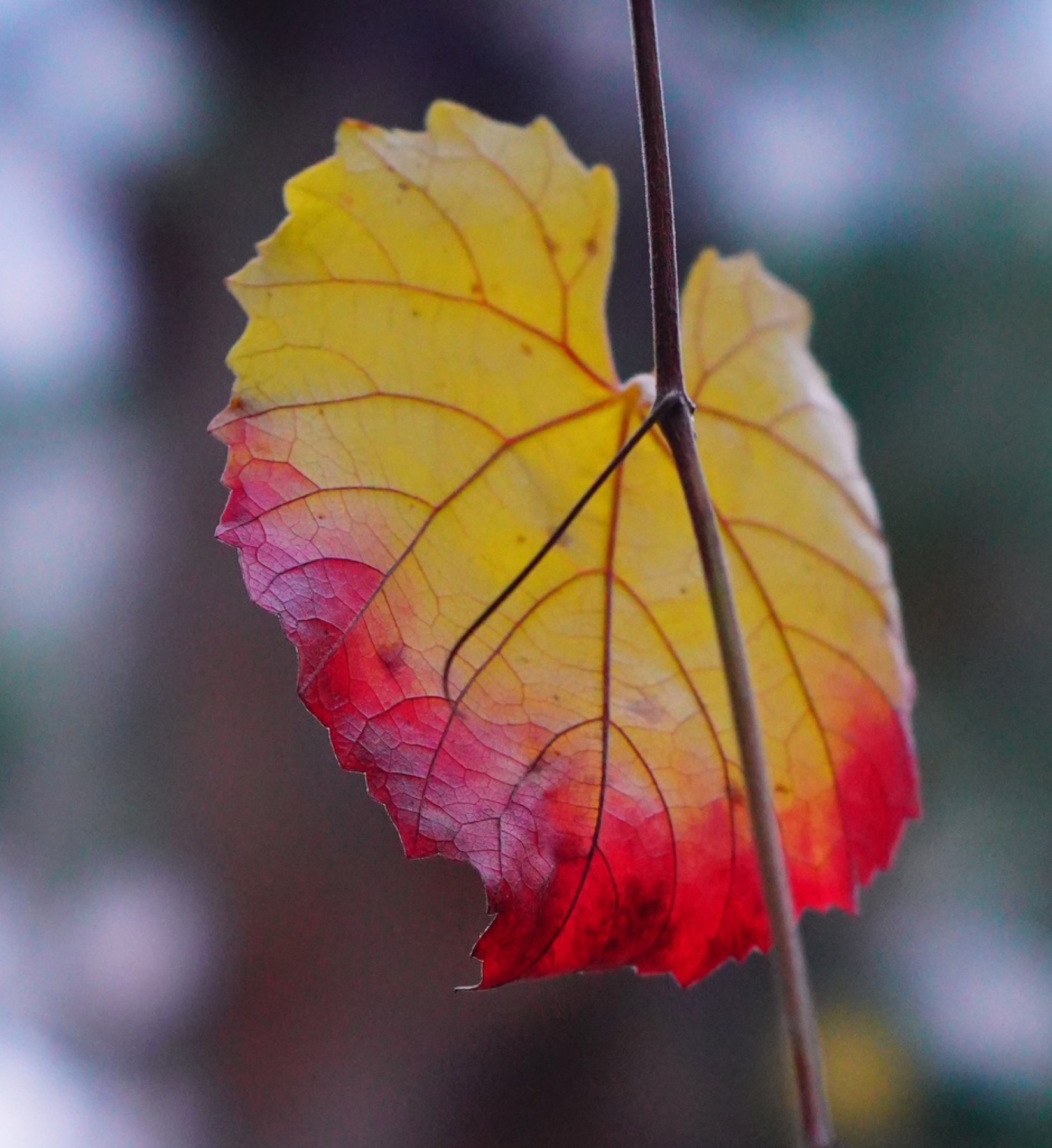 California Grape — photo 5