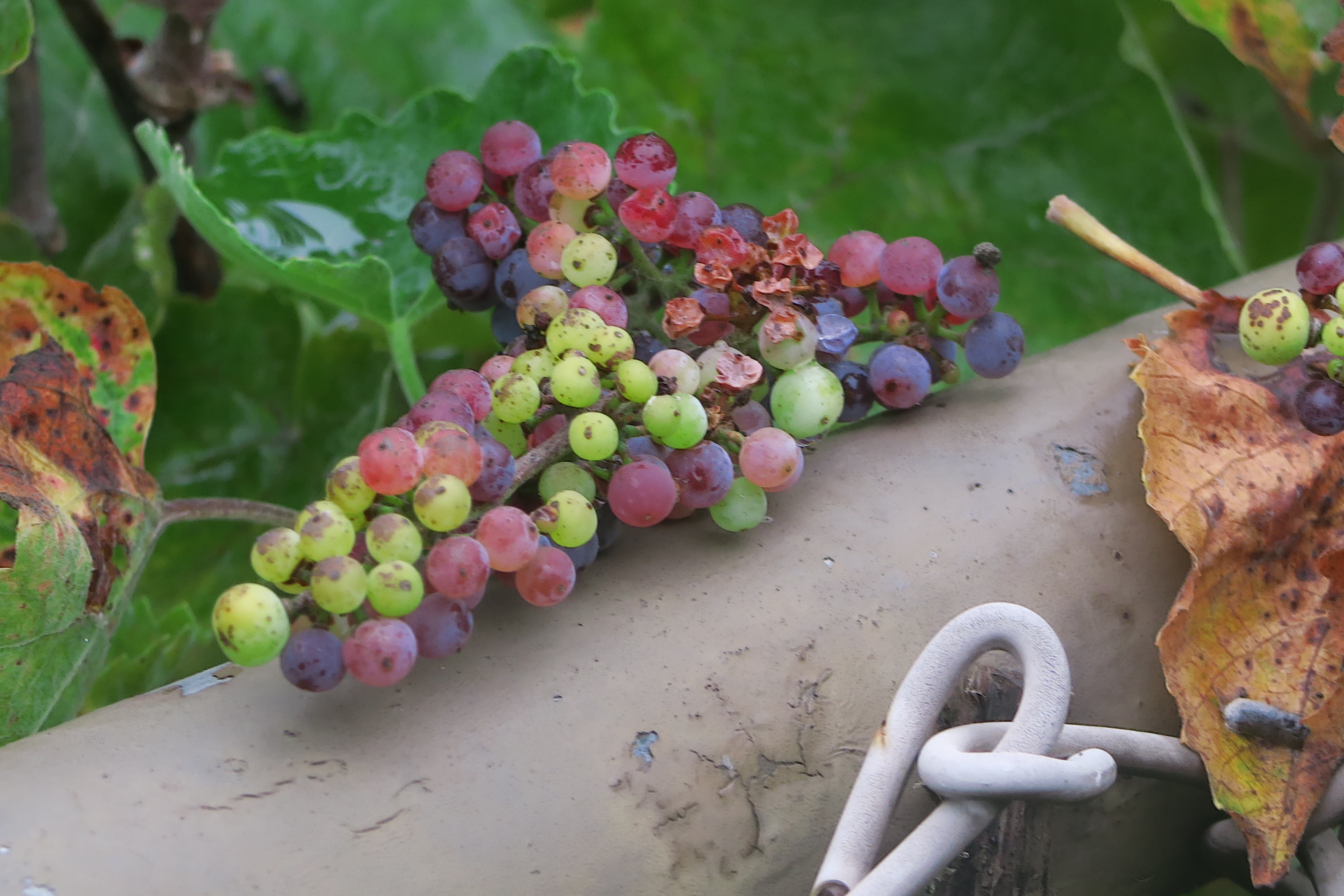 California Grape — photo 18