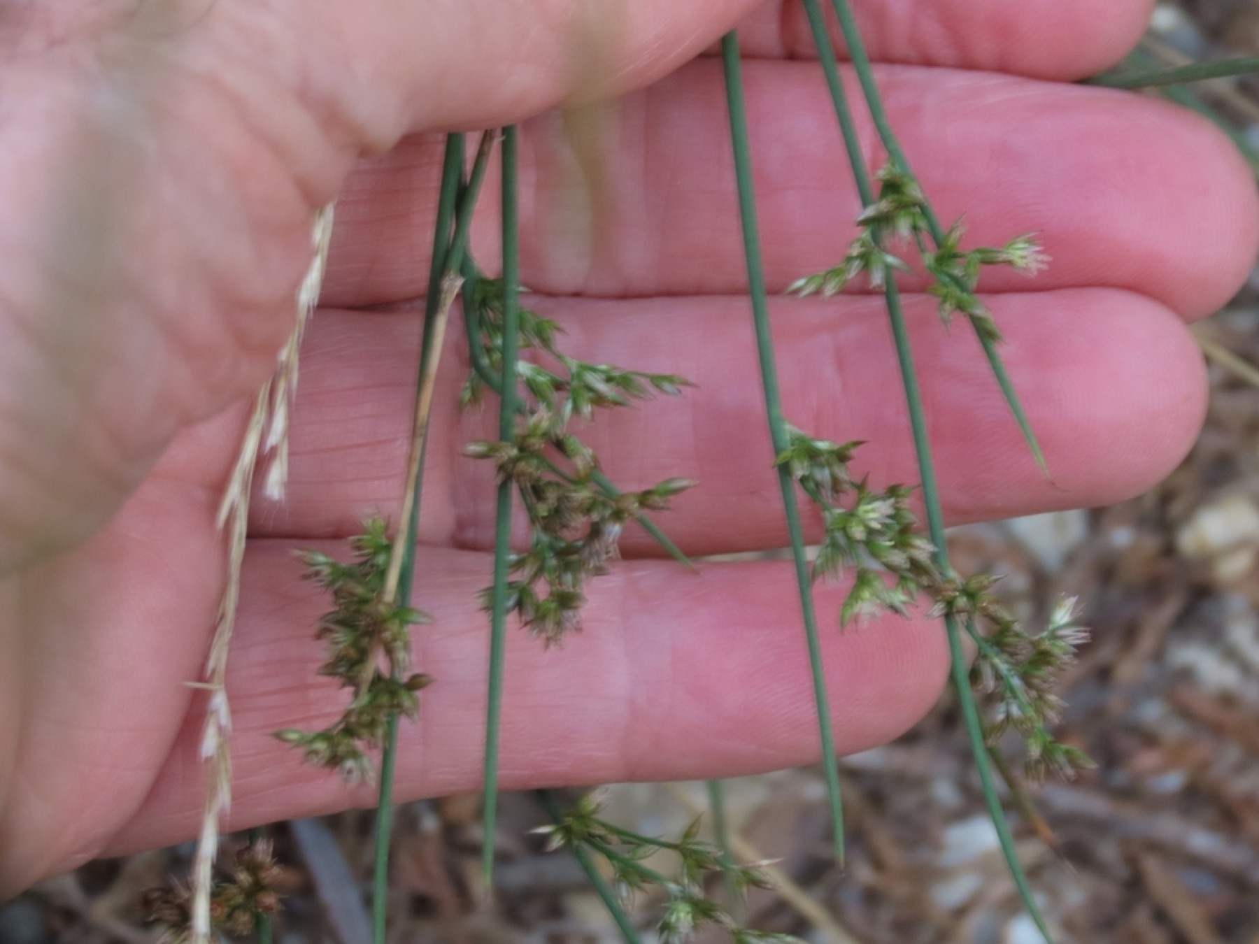 California Gray Rush — photo 7