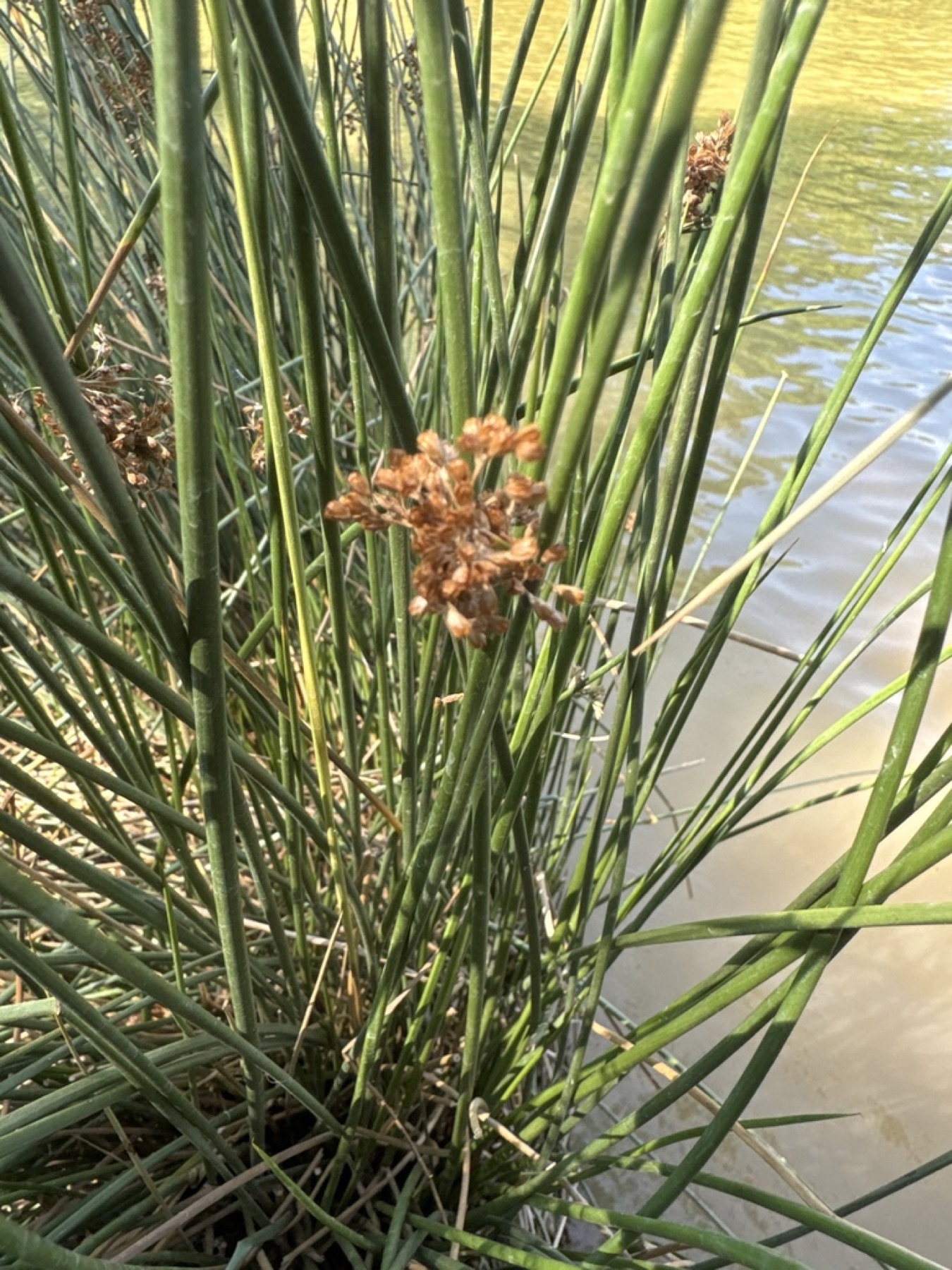 California Gray Rush — photo 8