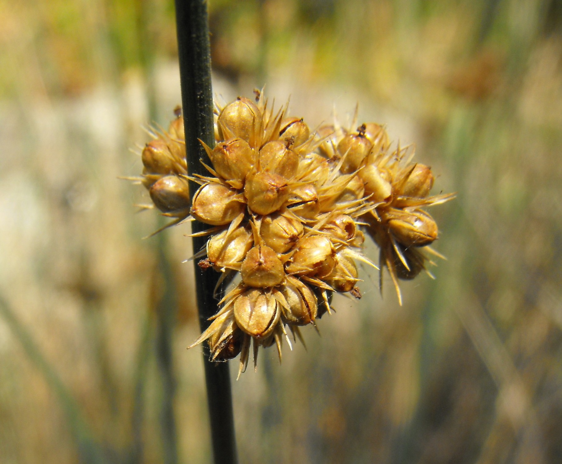 California Gray Rush — photo 9