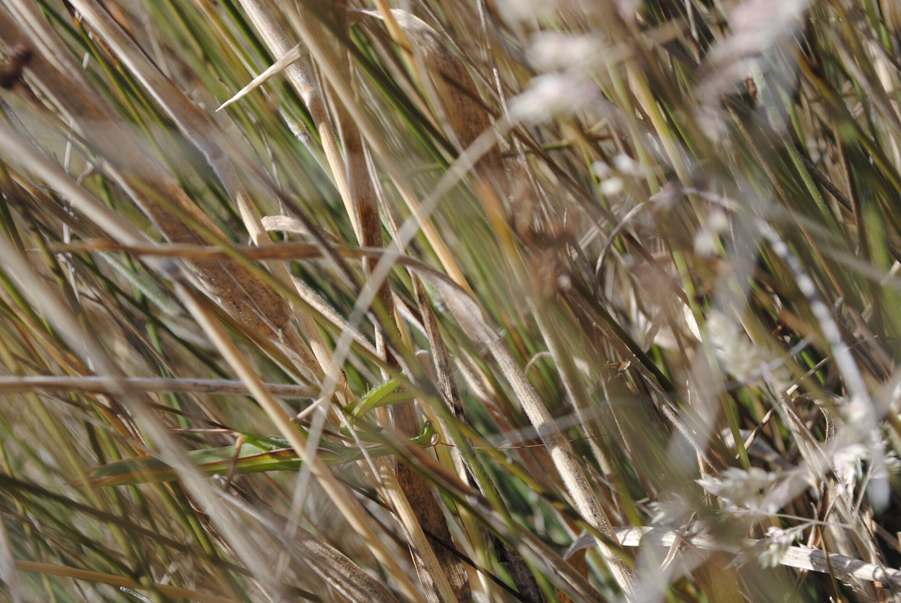 California Gray Rush — photo 11