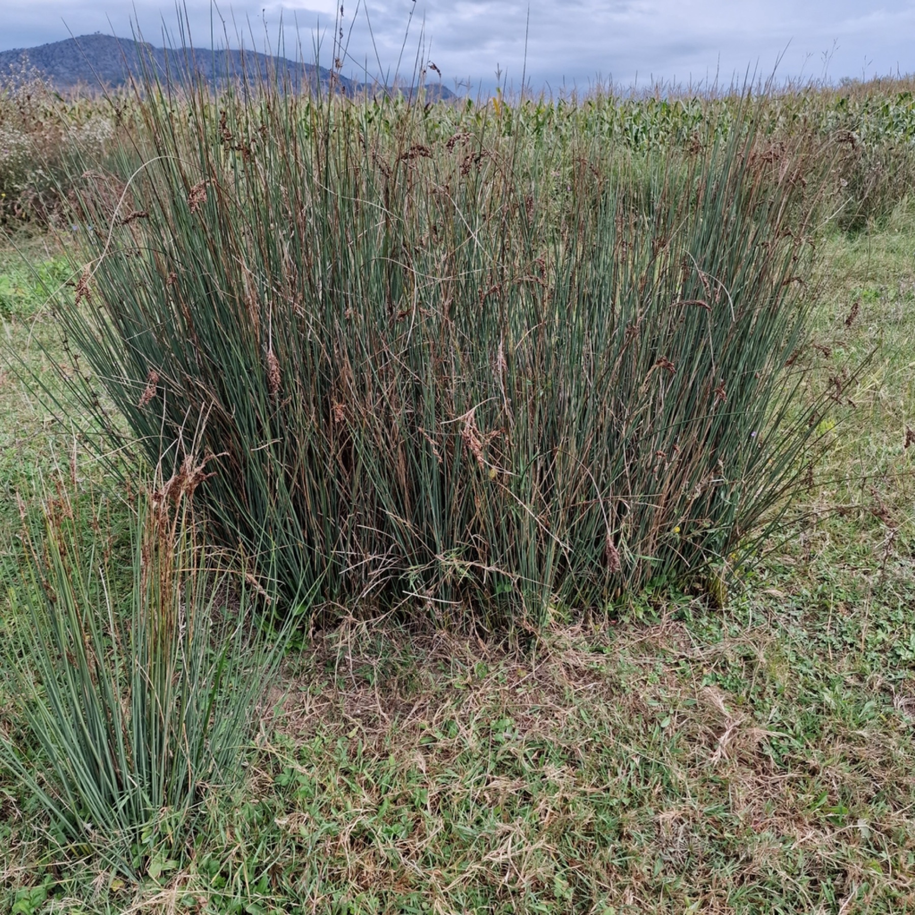 California Gray Rush — photo 12