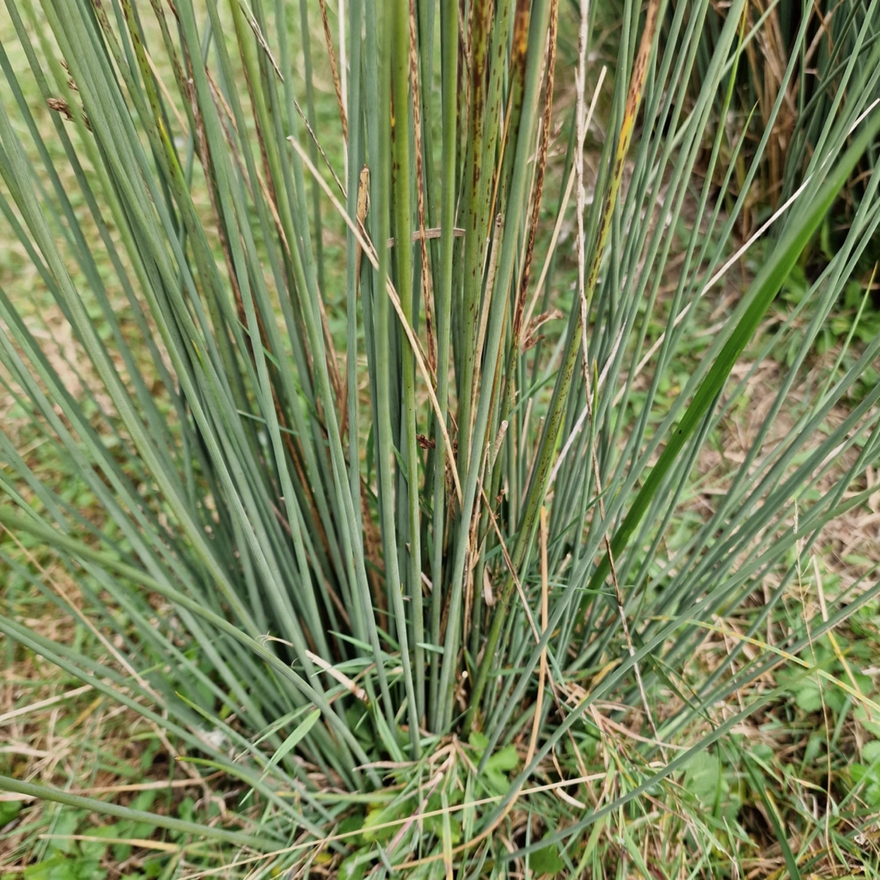 California Gray Rush — photo 13