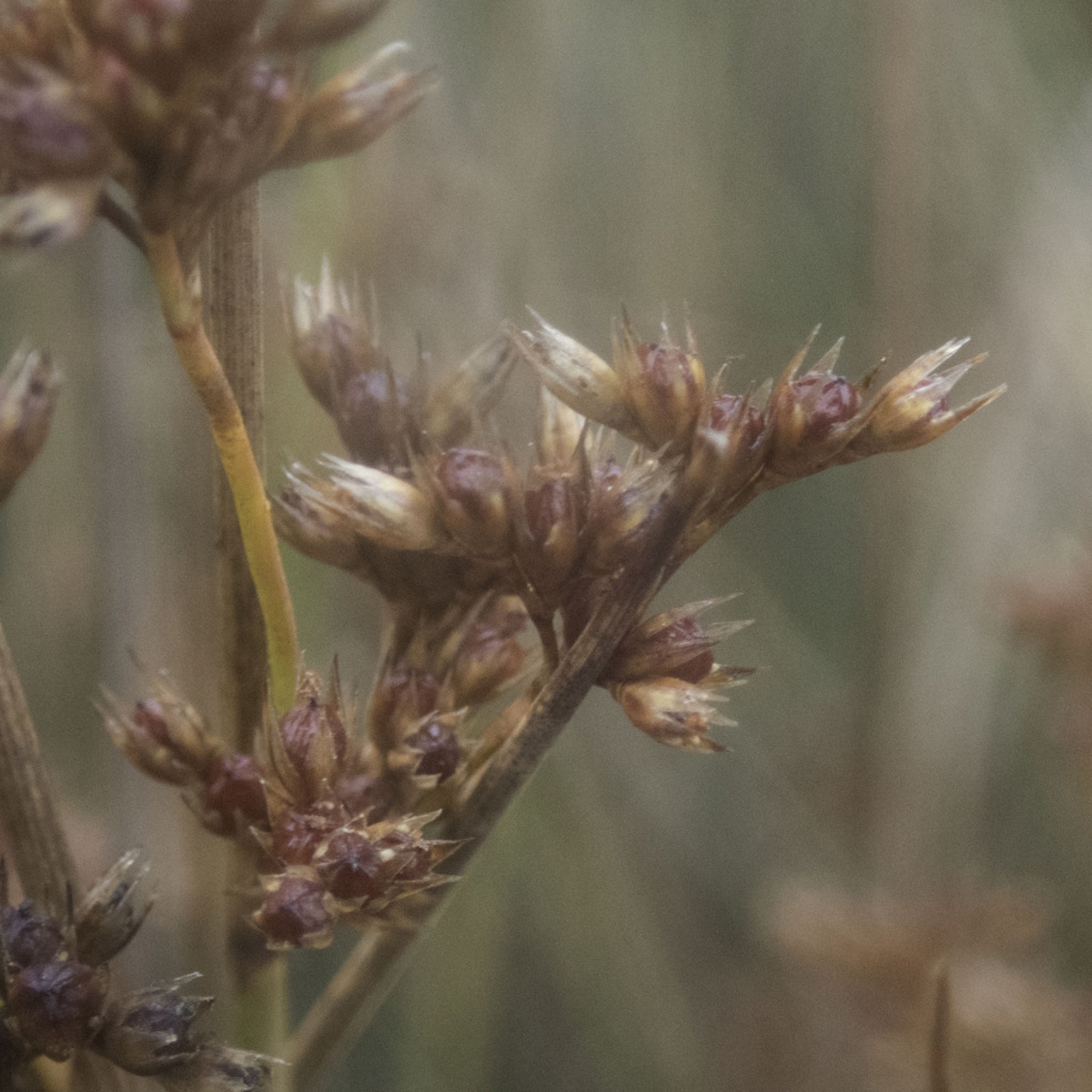 California Gray Rush — photo 14