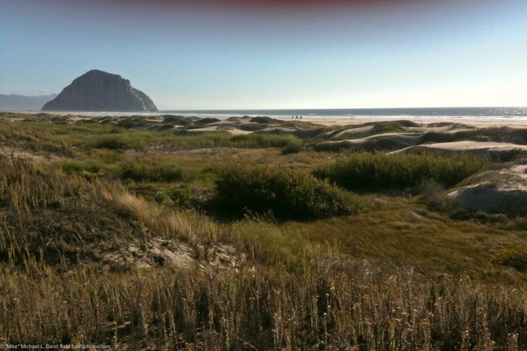 California Gray Rush — photo 15
