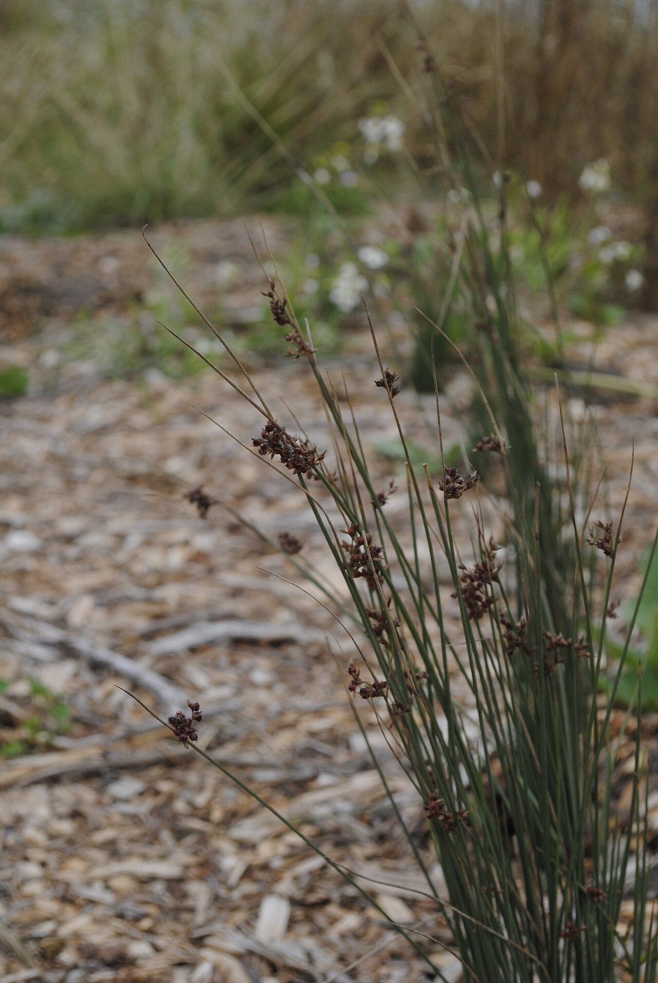 California Gray Rush — photo 24