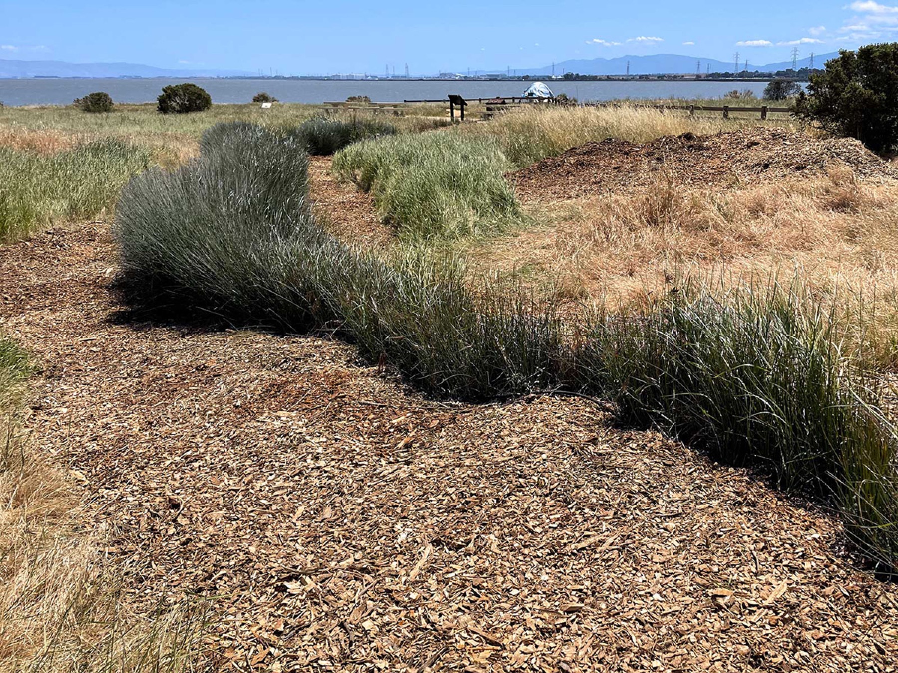 California Gray Rush — photo 16
