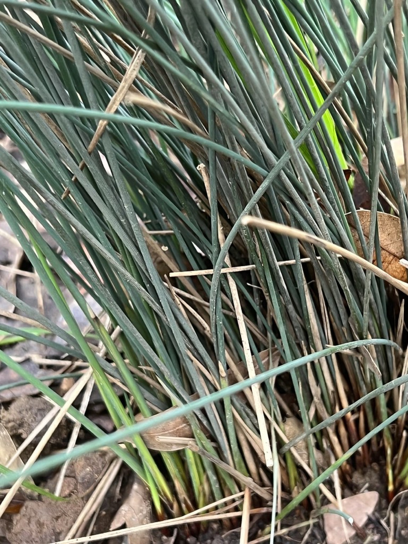 California Gray Rush — photo 18