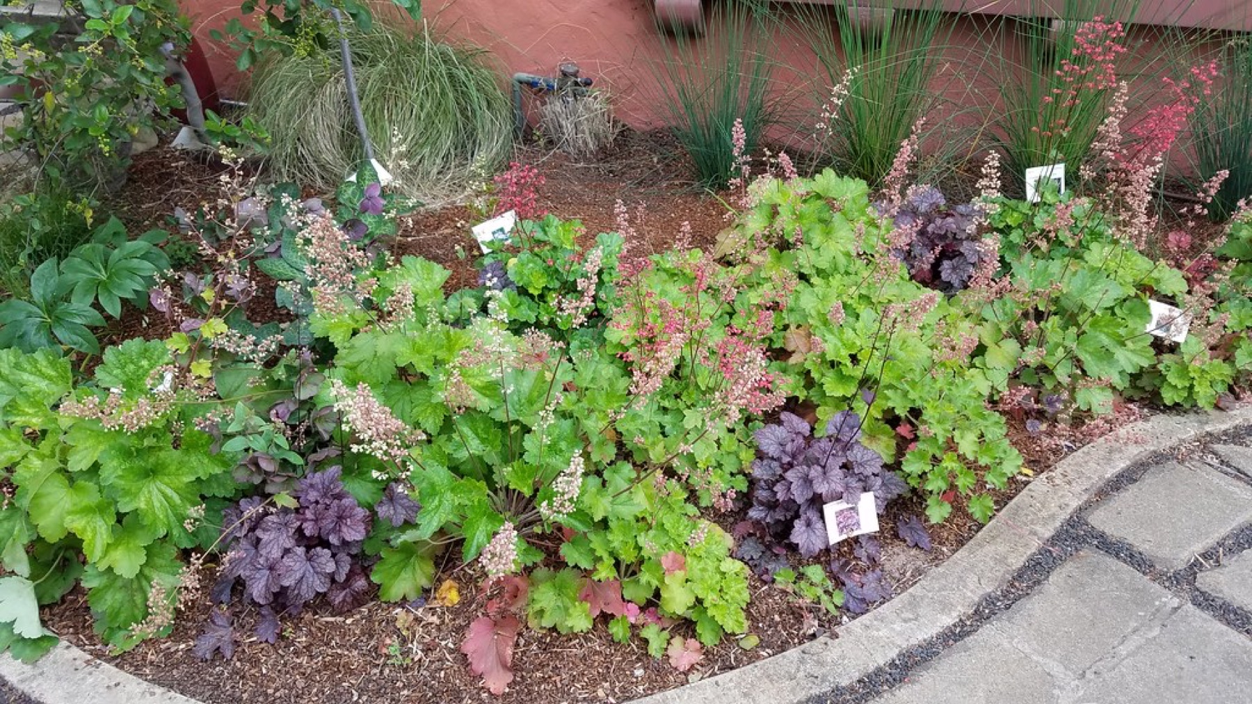 California Gray Rush — photo 19