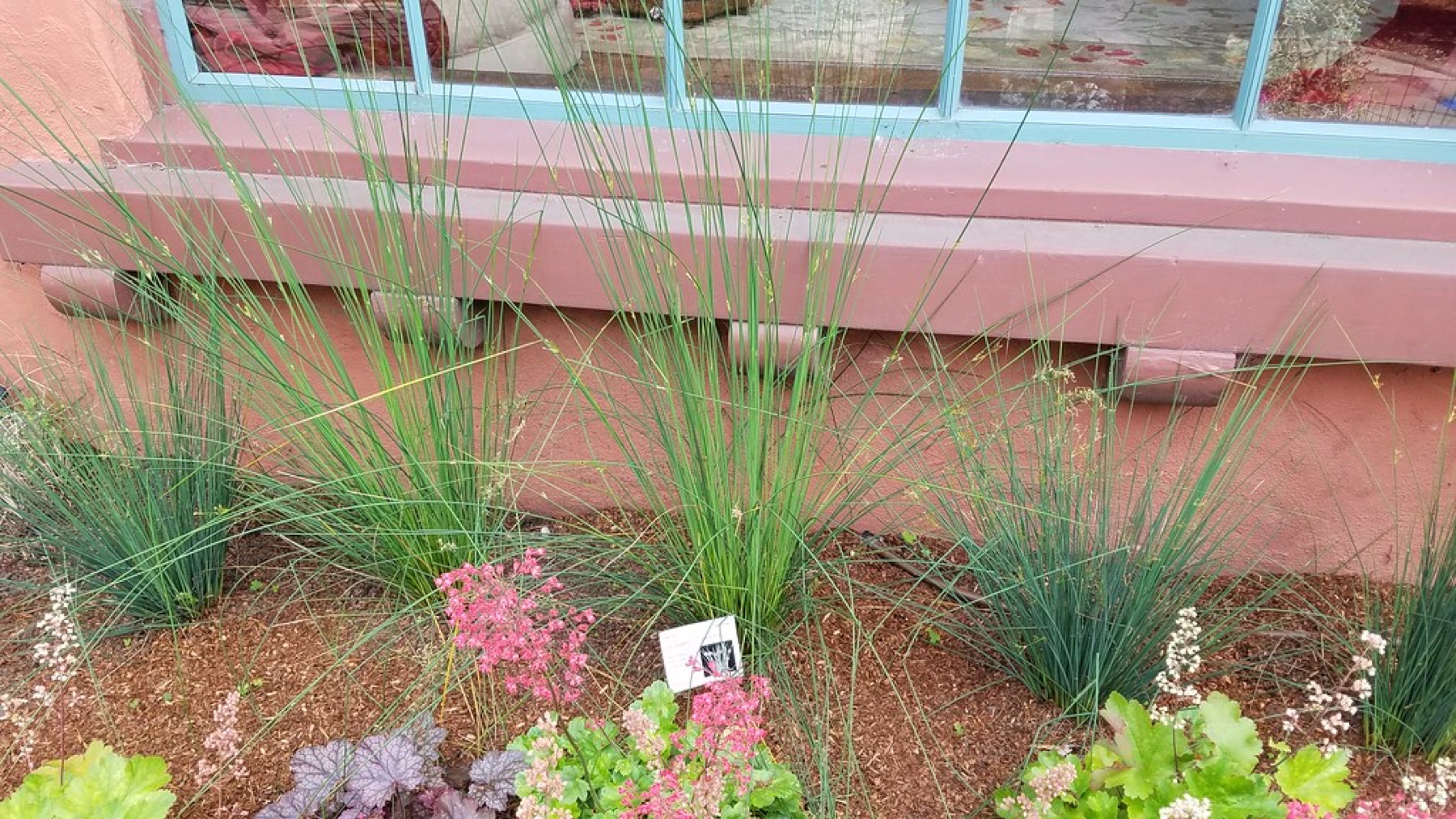 California Gray Rush — photo 20