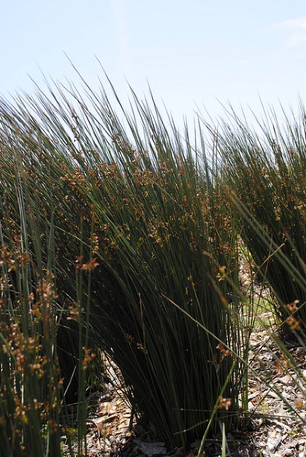 California Gray Rush — photo 21