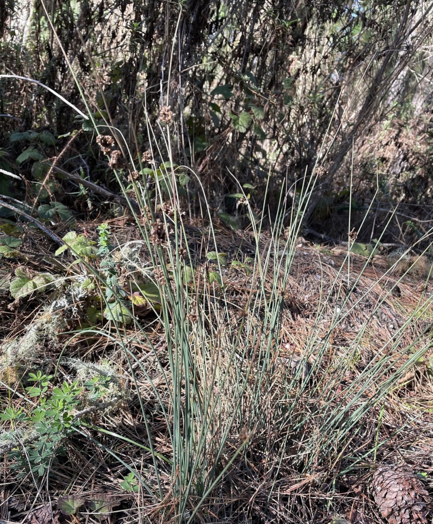 California Gray Rush — photo 22