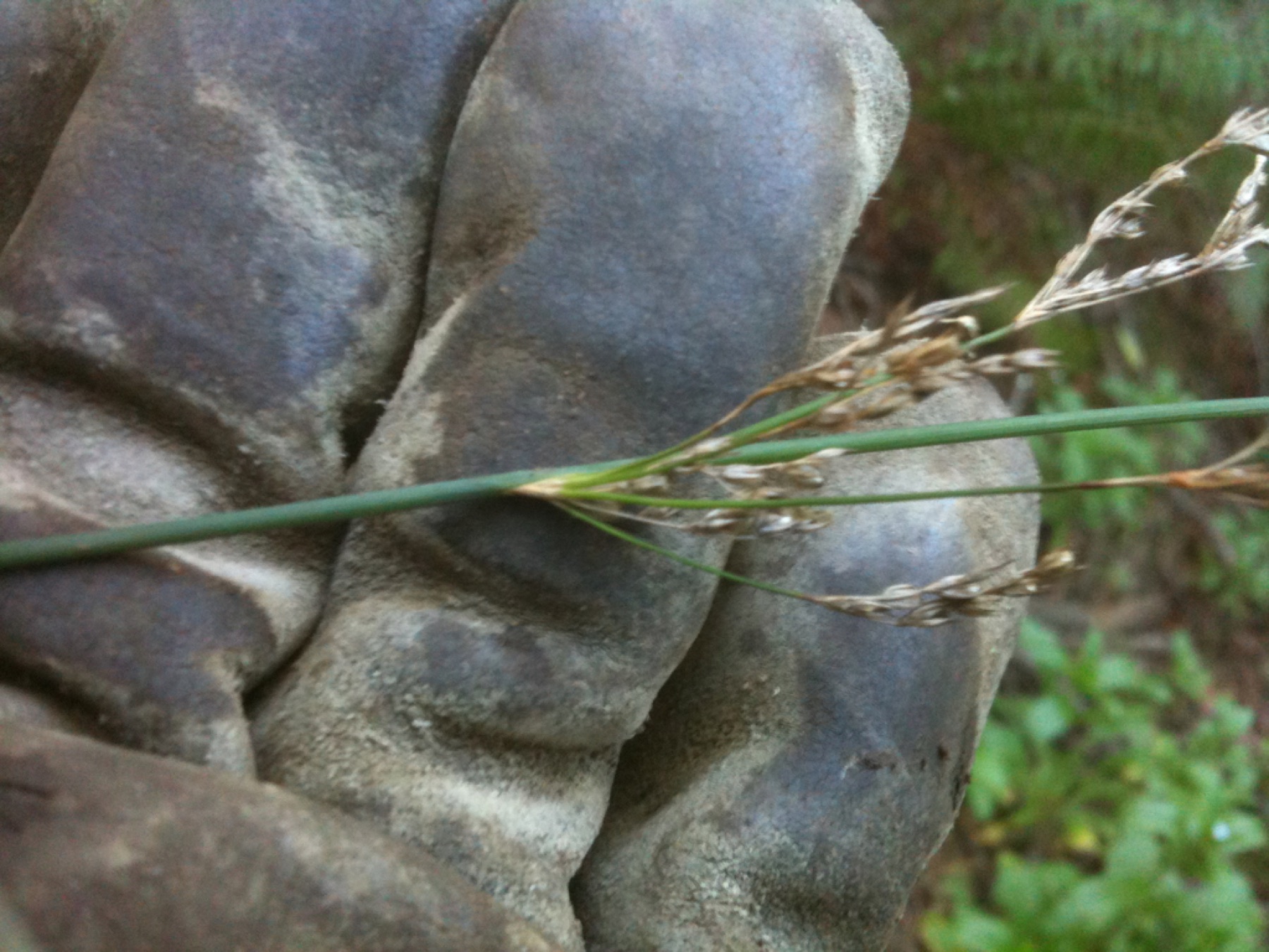 California Gray Rush