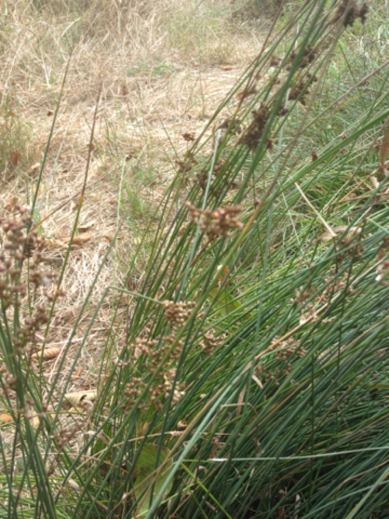 California Gray Rush — photo 2