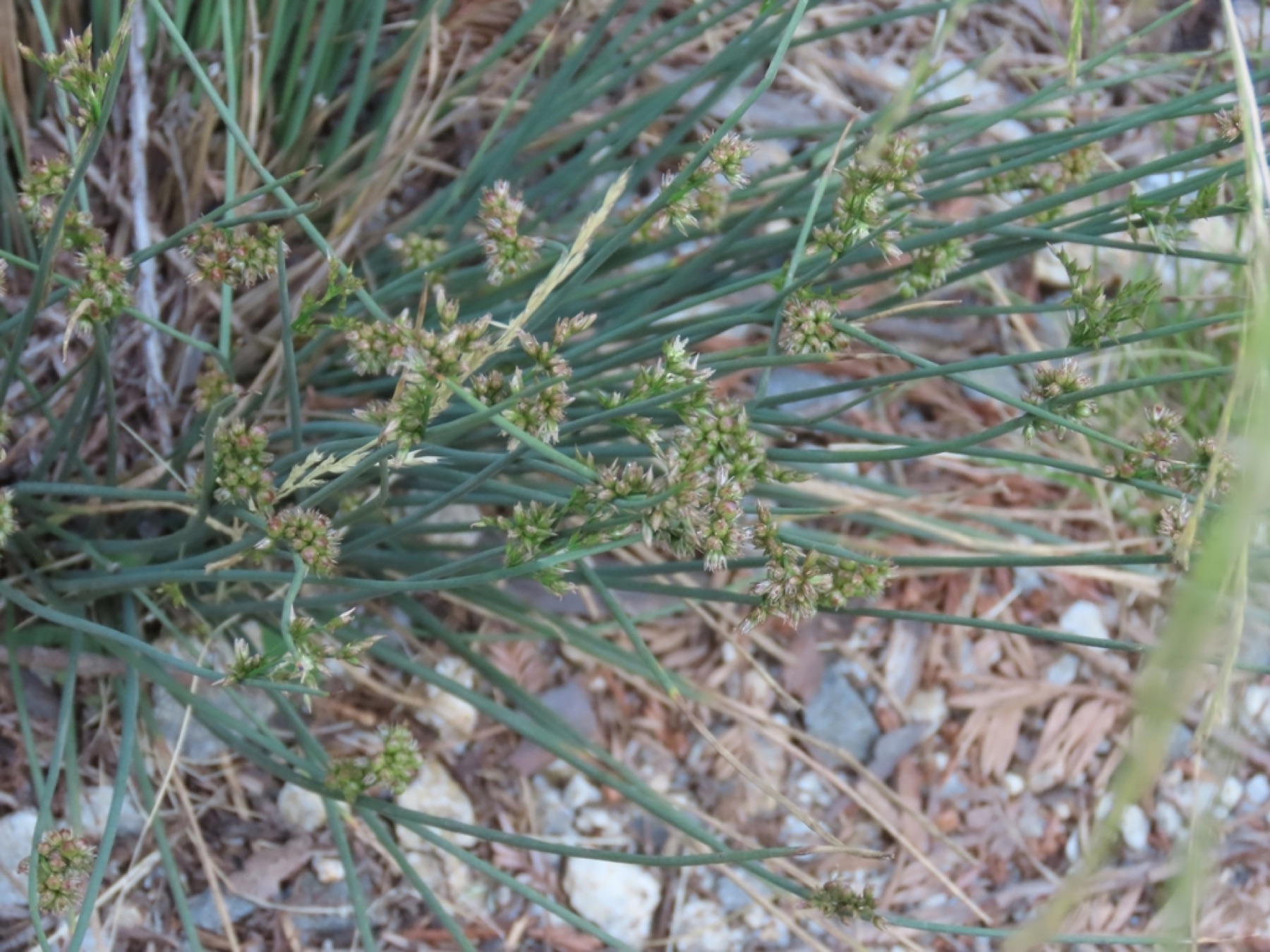 California Gray Rush — photo 3